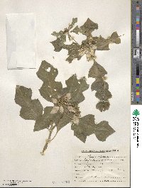 Euphorbia pulcherrima image