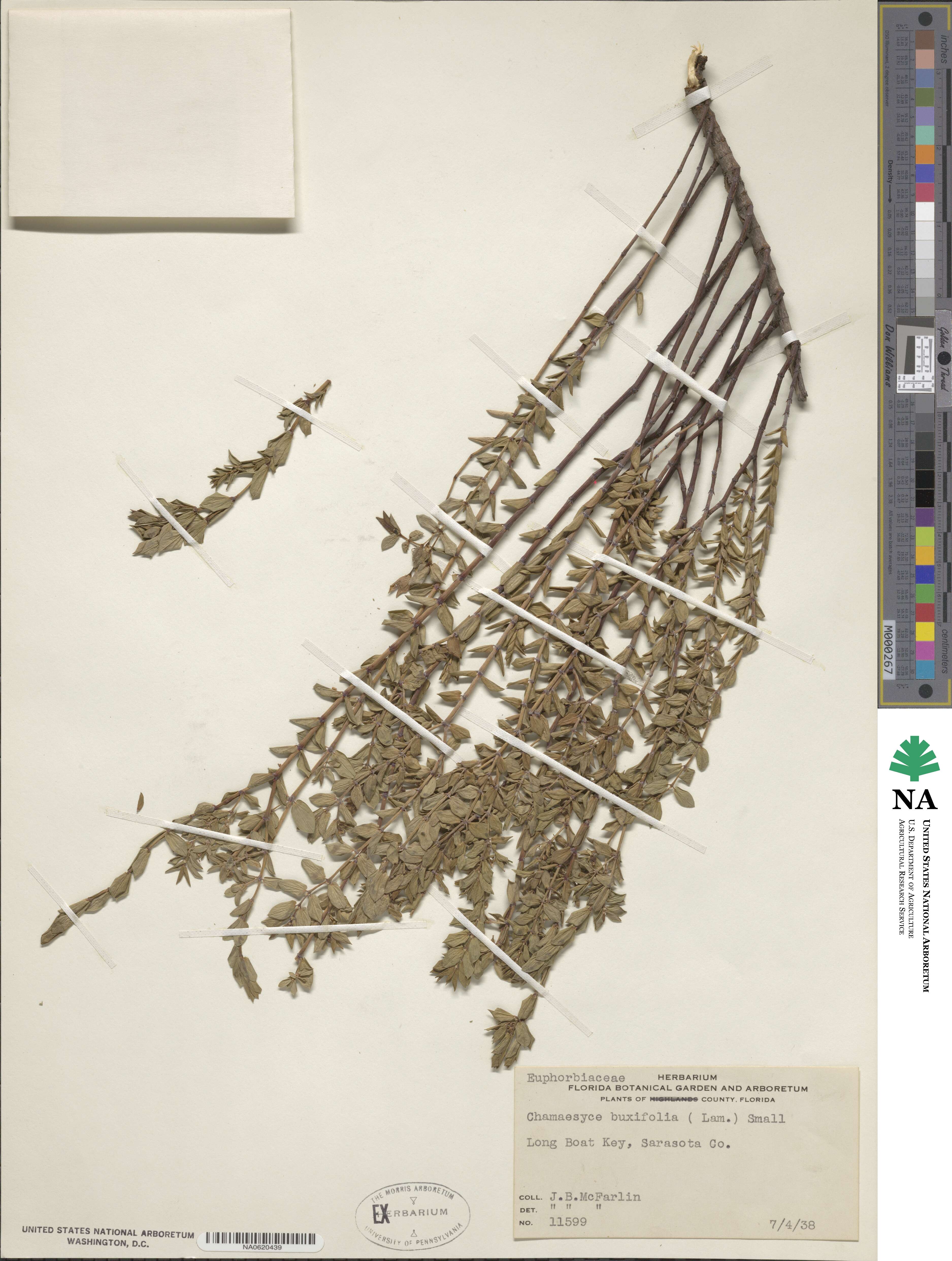 Euphorbia mesembryanthemifolia image