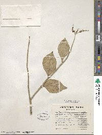 Euphorbia tithymaloides image