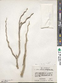 Euphorbia tithymaloides image