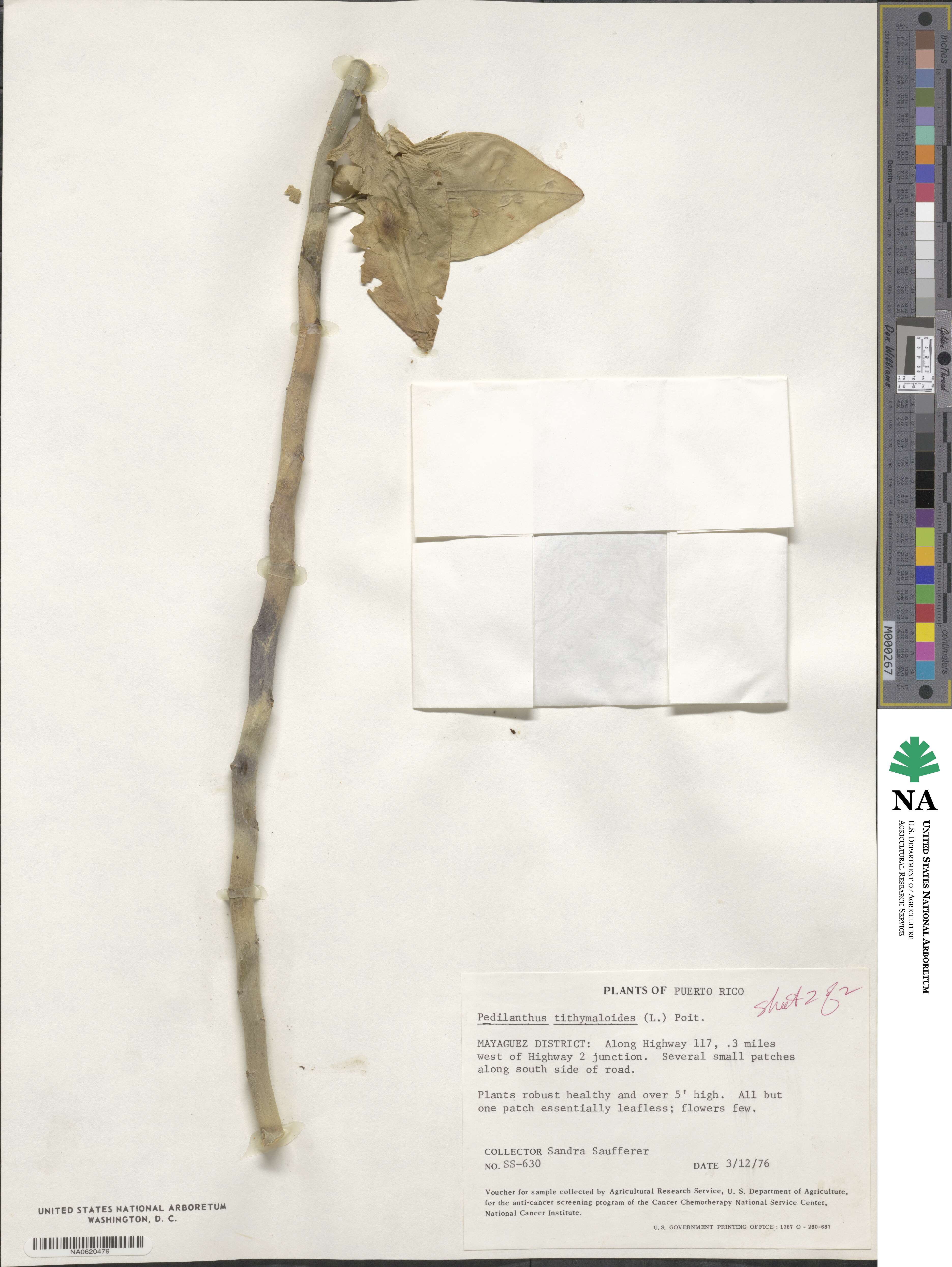 Euphorbia tithymaloides image