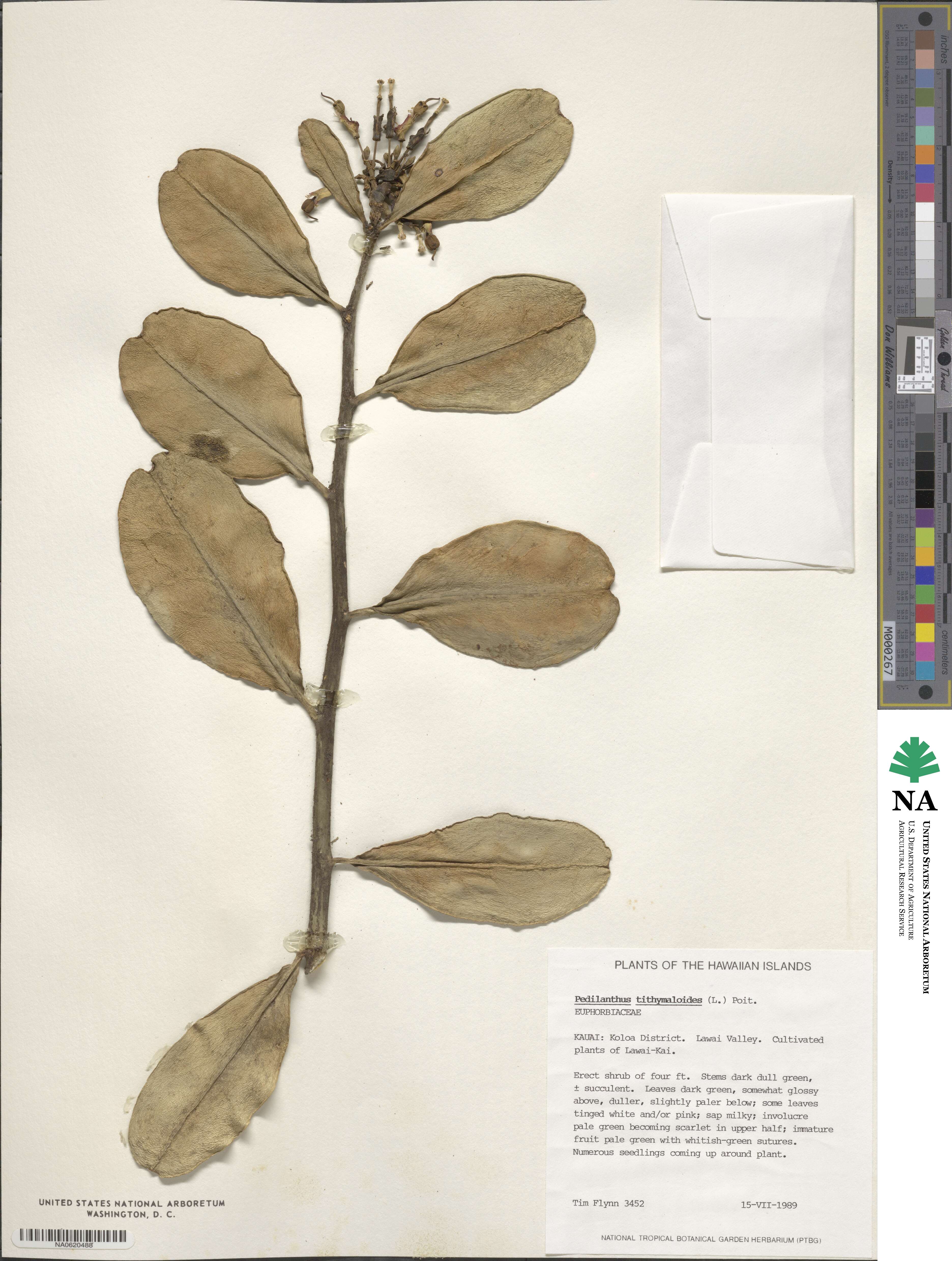 Euphorbia tithymaloides image