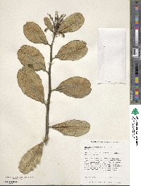 Euphorbia tithymaloides image