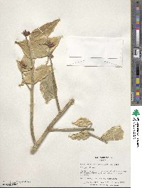 Euphorbia tithymaloides image