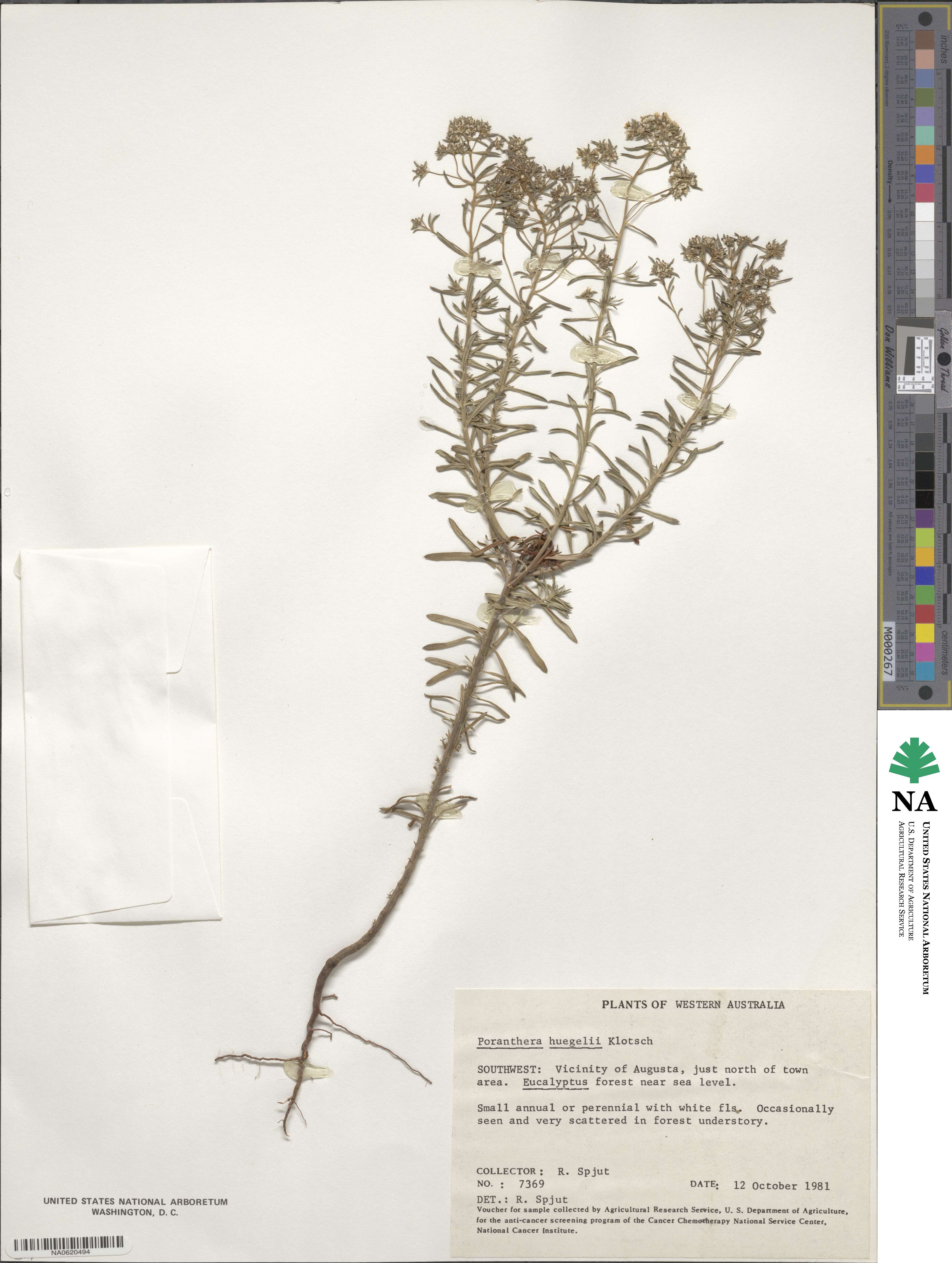 Poranthera huegelii image