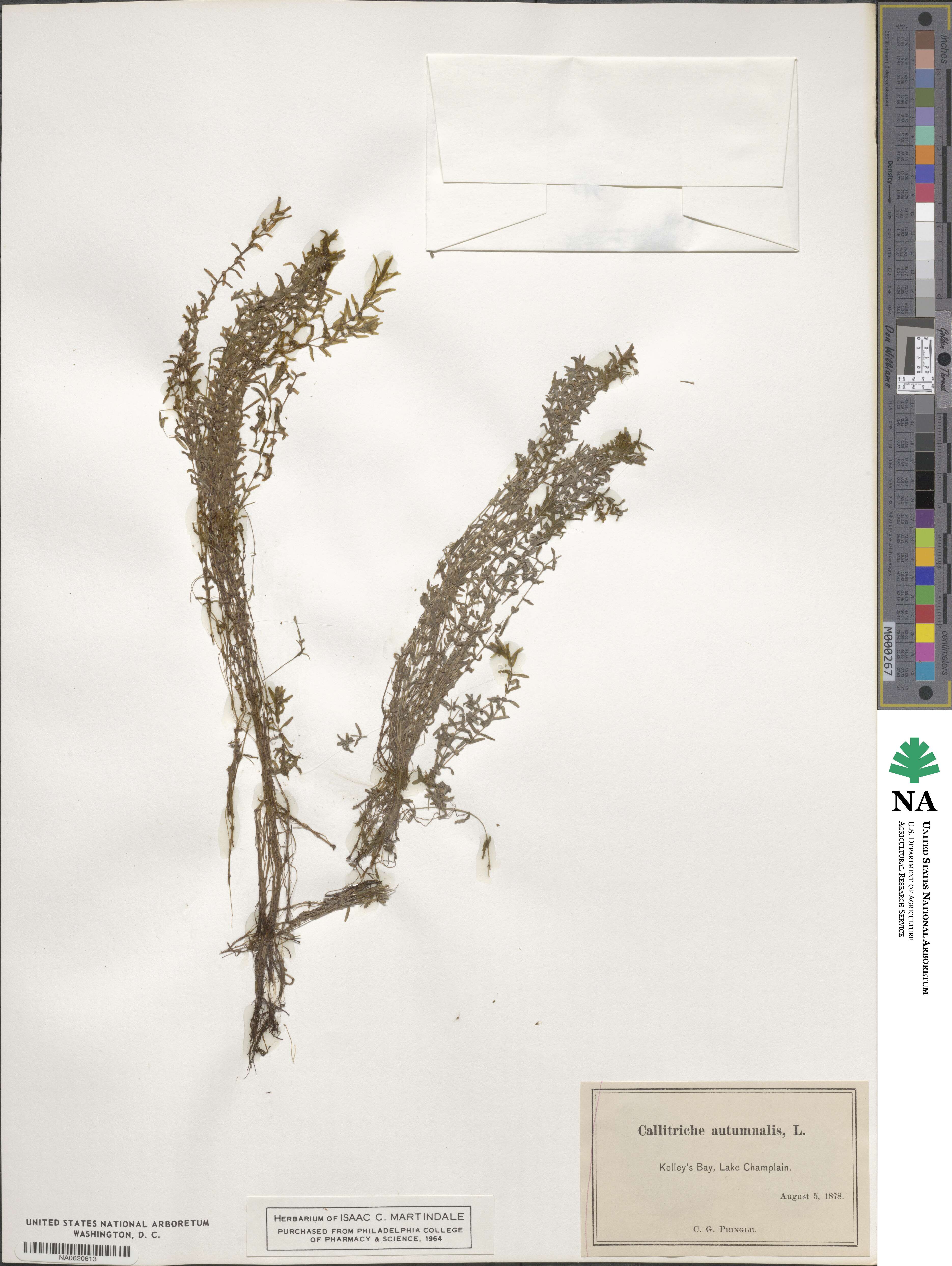 Callitriche autumnalis image