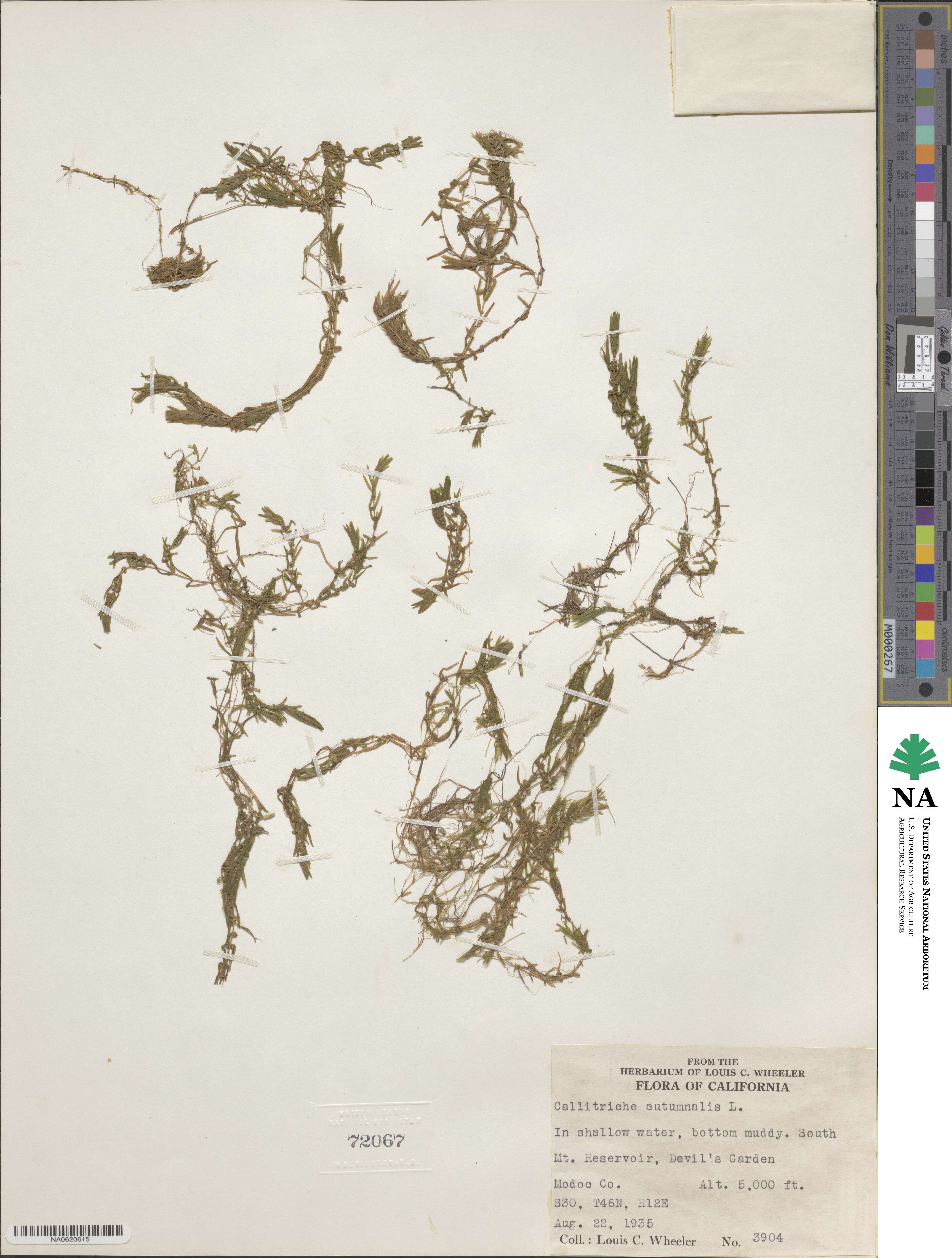 Callitriche autumnalis image