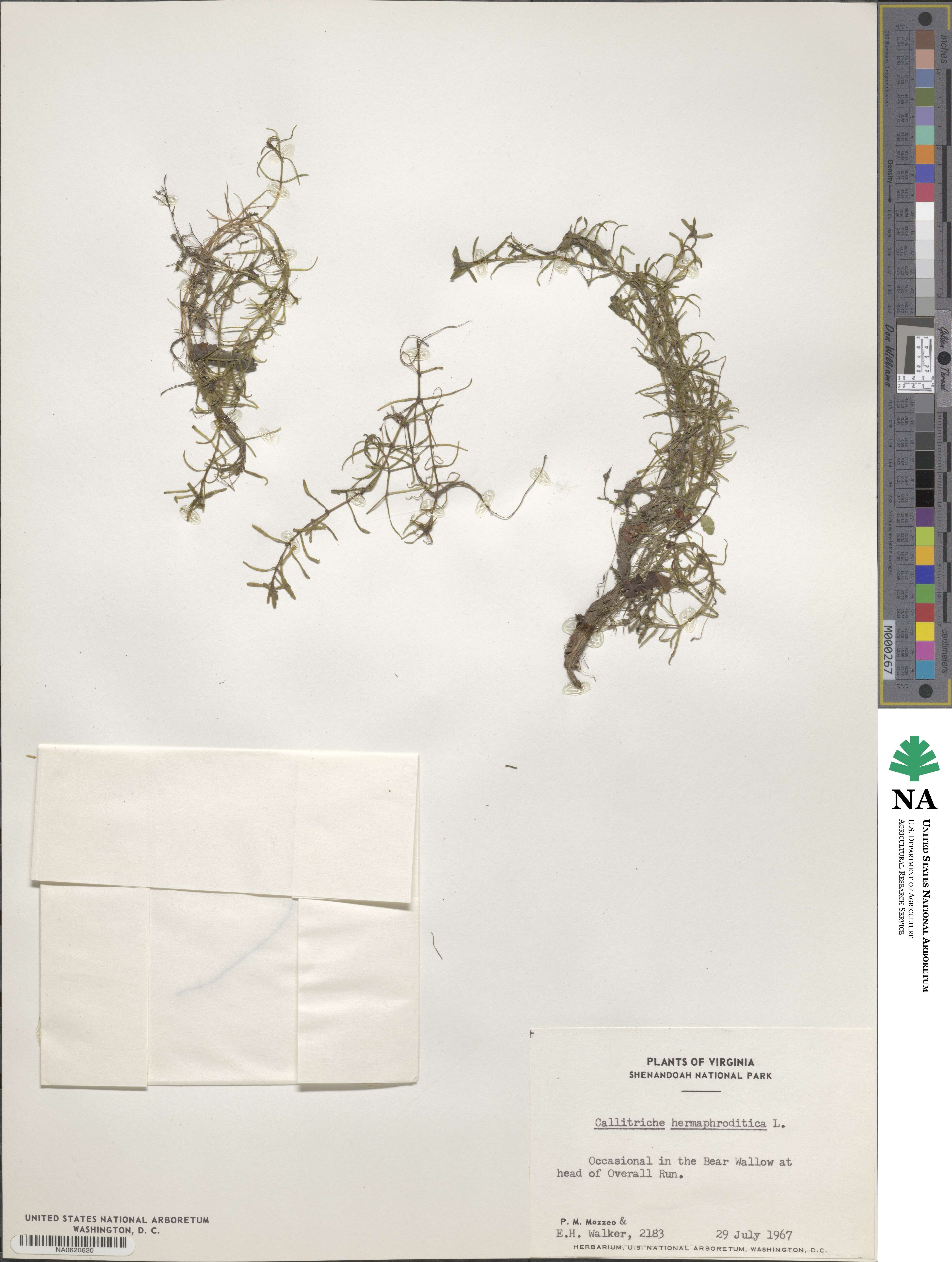 Callitriche hermaphroditica image