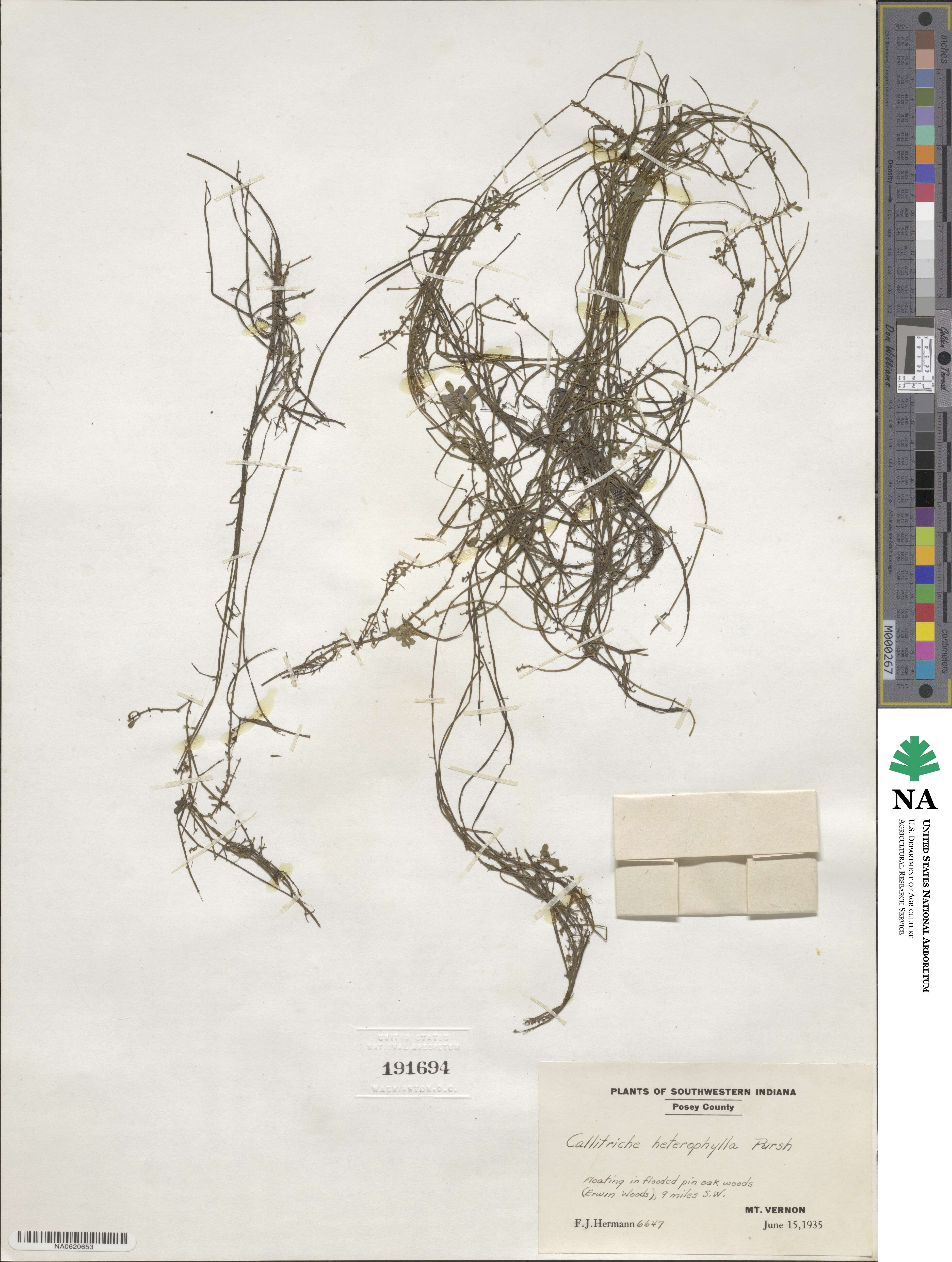 Callitriche heterophylla image