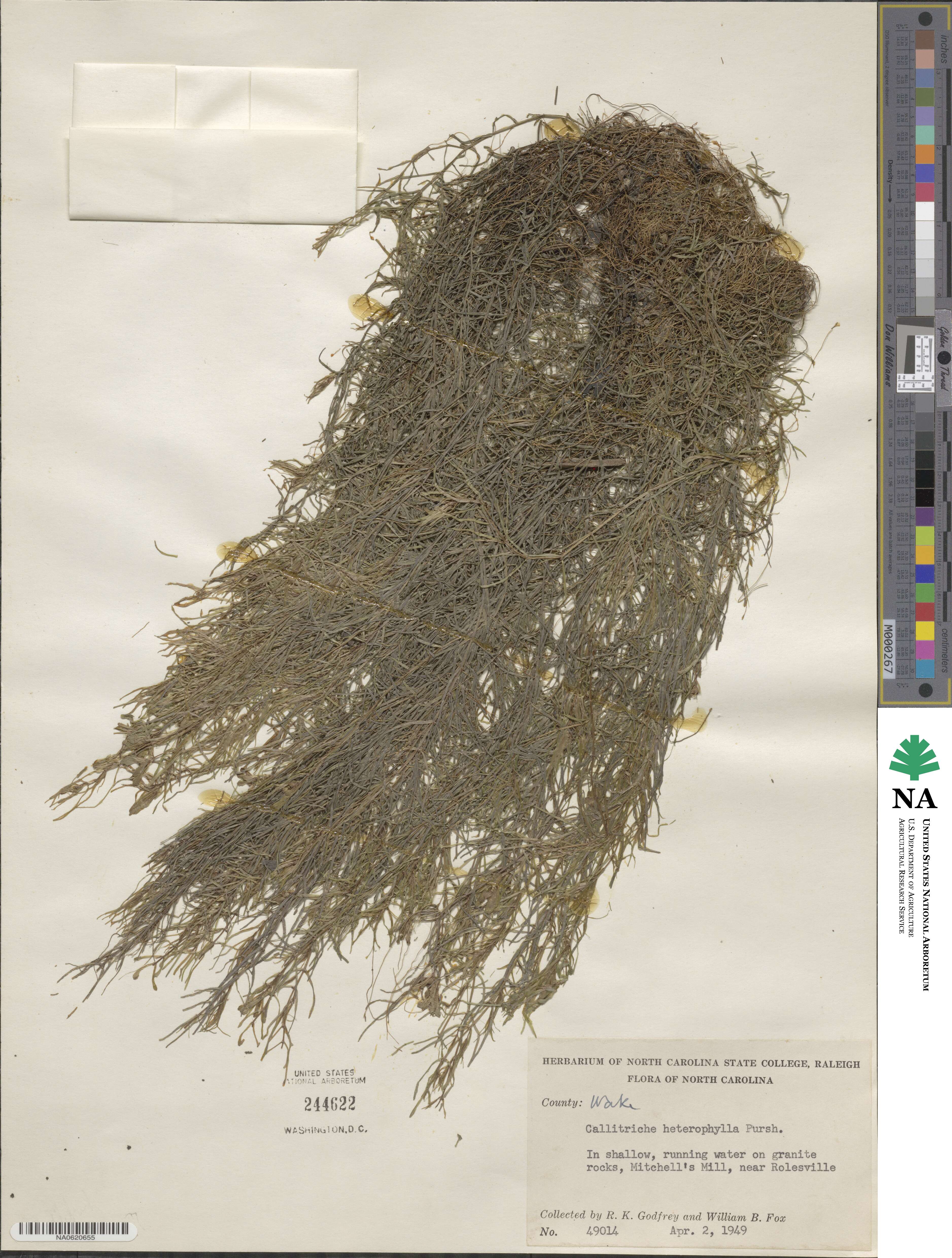 Callitriche heterophylla image