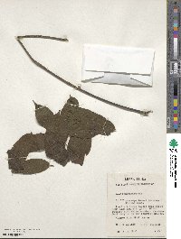 Image of Antrocaryon micraster