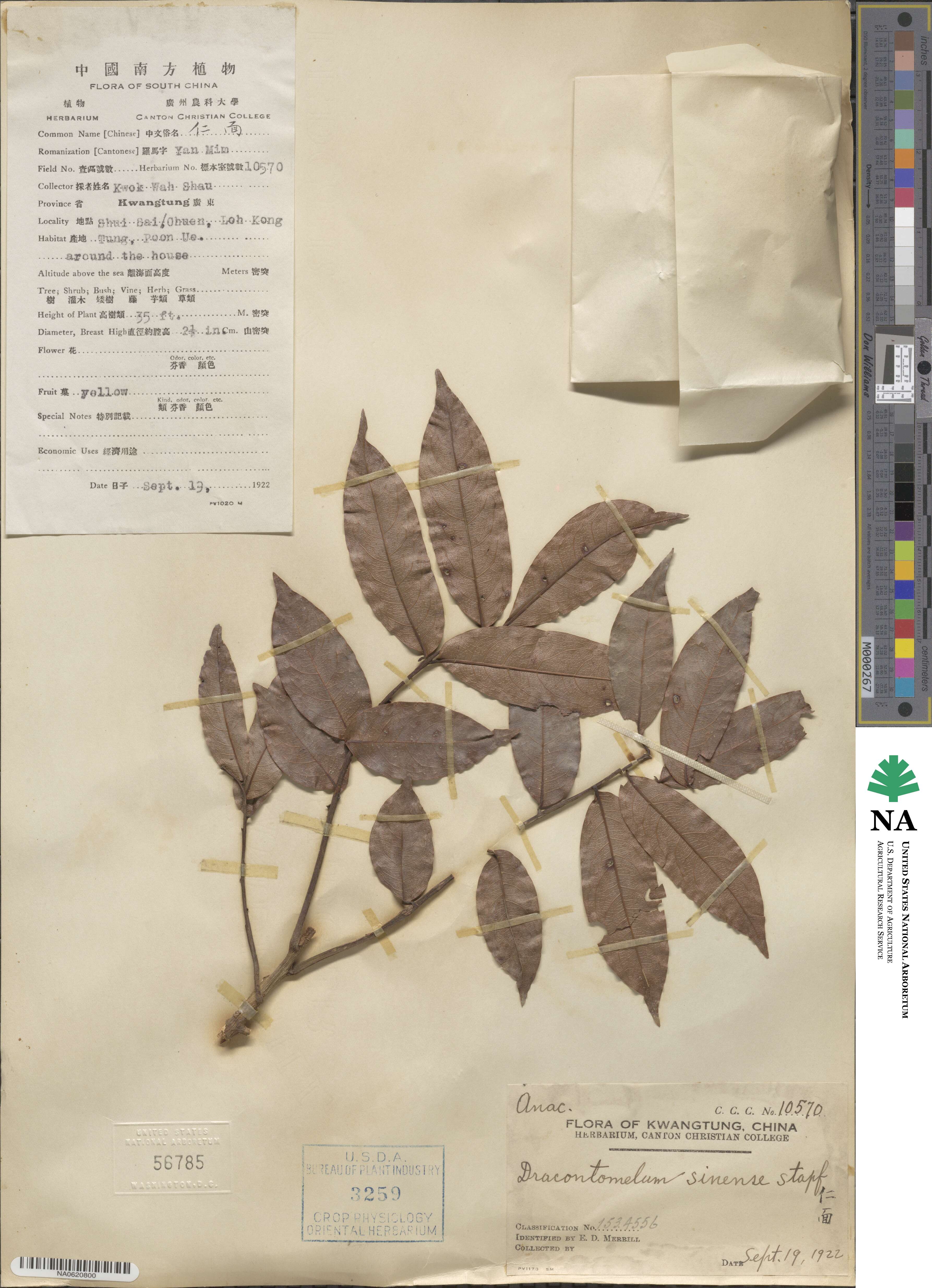 Dracontomelon duperreanum image