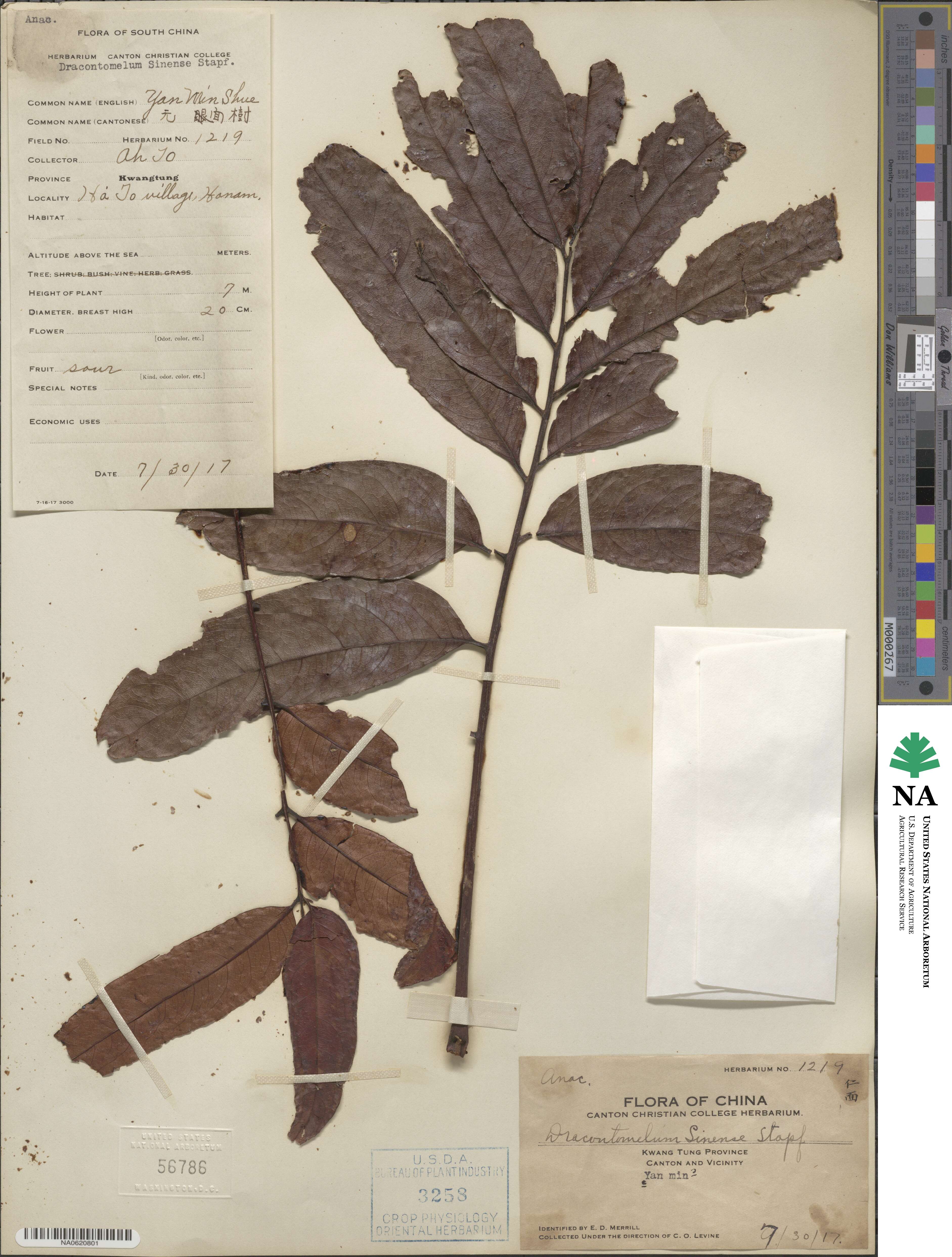 Dracontomelon duperreanum image
