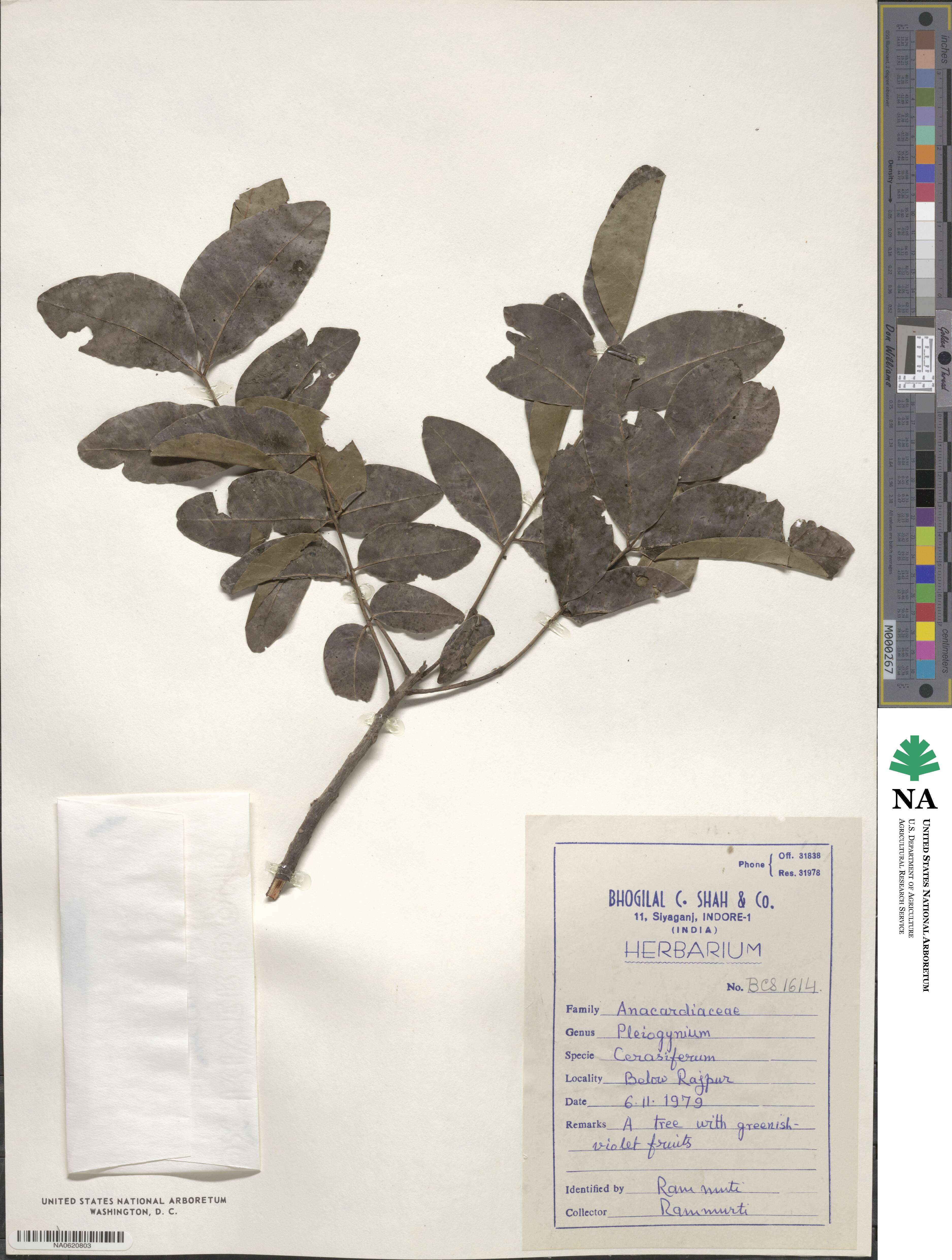 Pleiogynium image