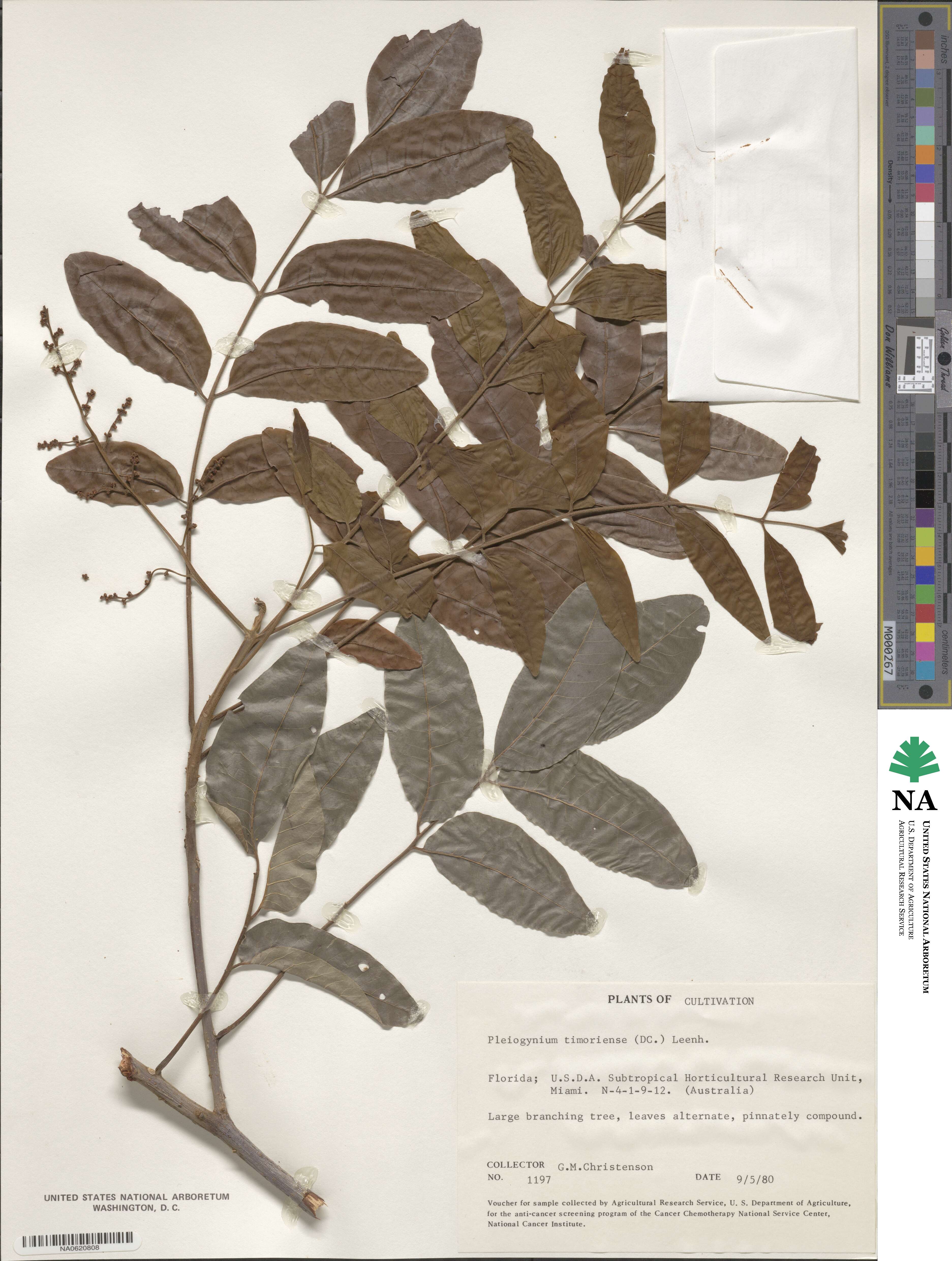Pleiogynium timorense image