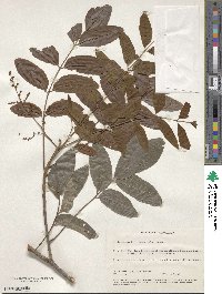 Pleiogynium timorense image