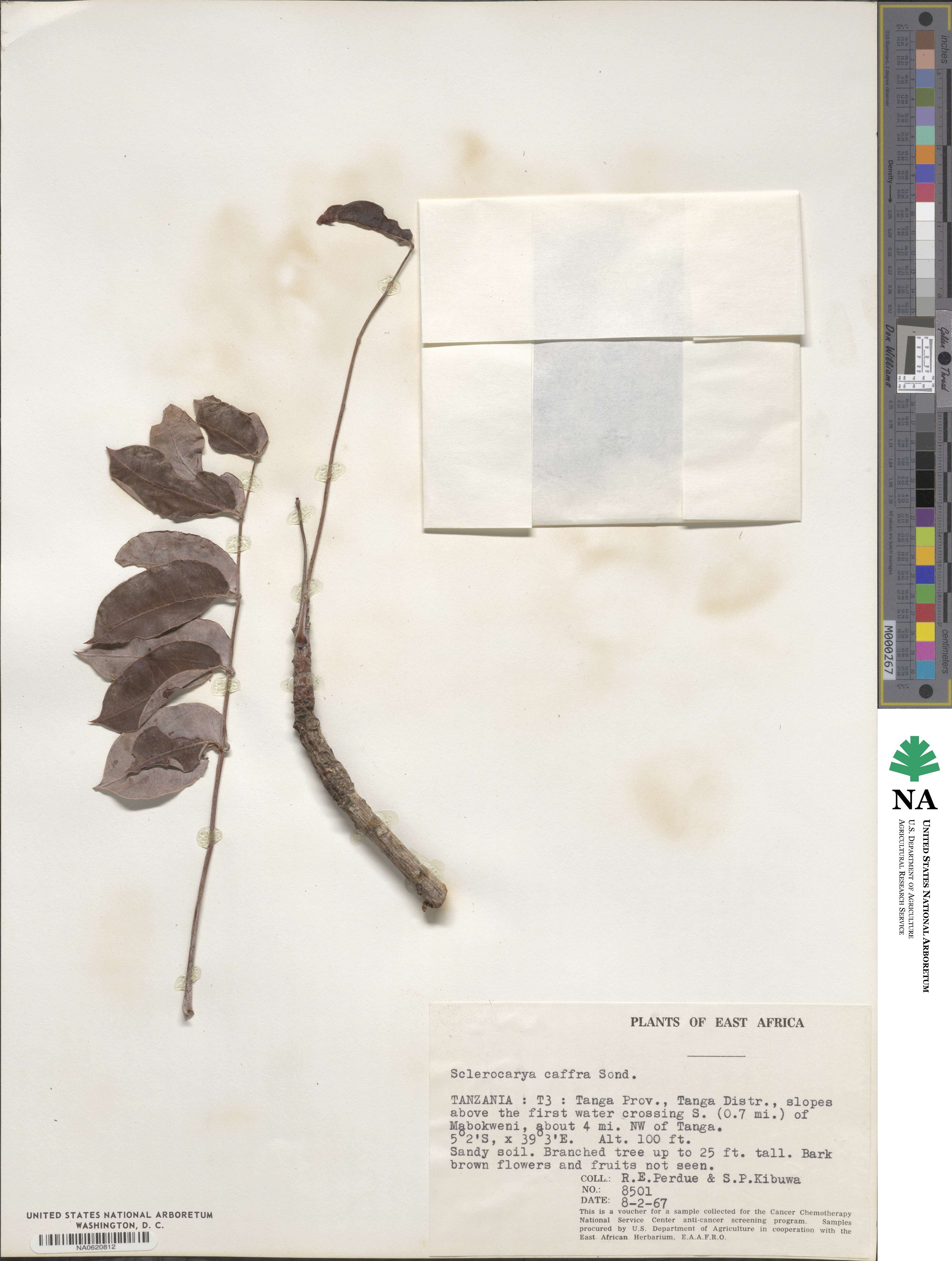 Sclerocarya birrea image