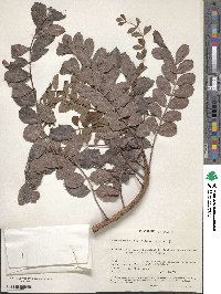 Sclerocarya birrea image