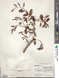 Sclerocarya birrea image