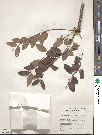Sclerocarya birrea image