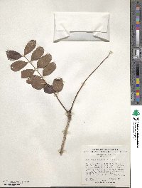 Sclerocarya birrea image