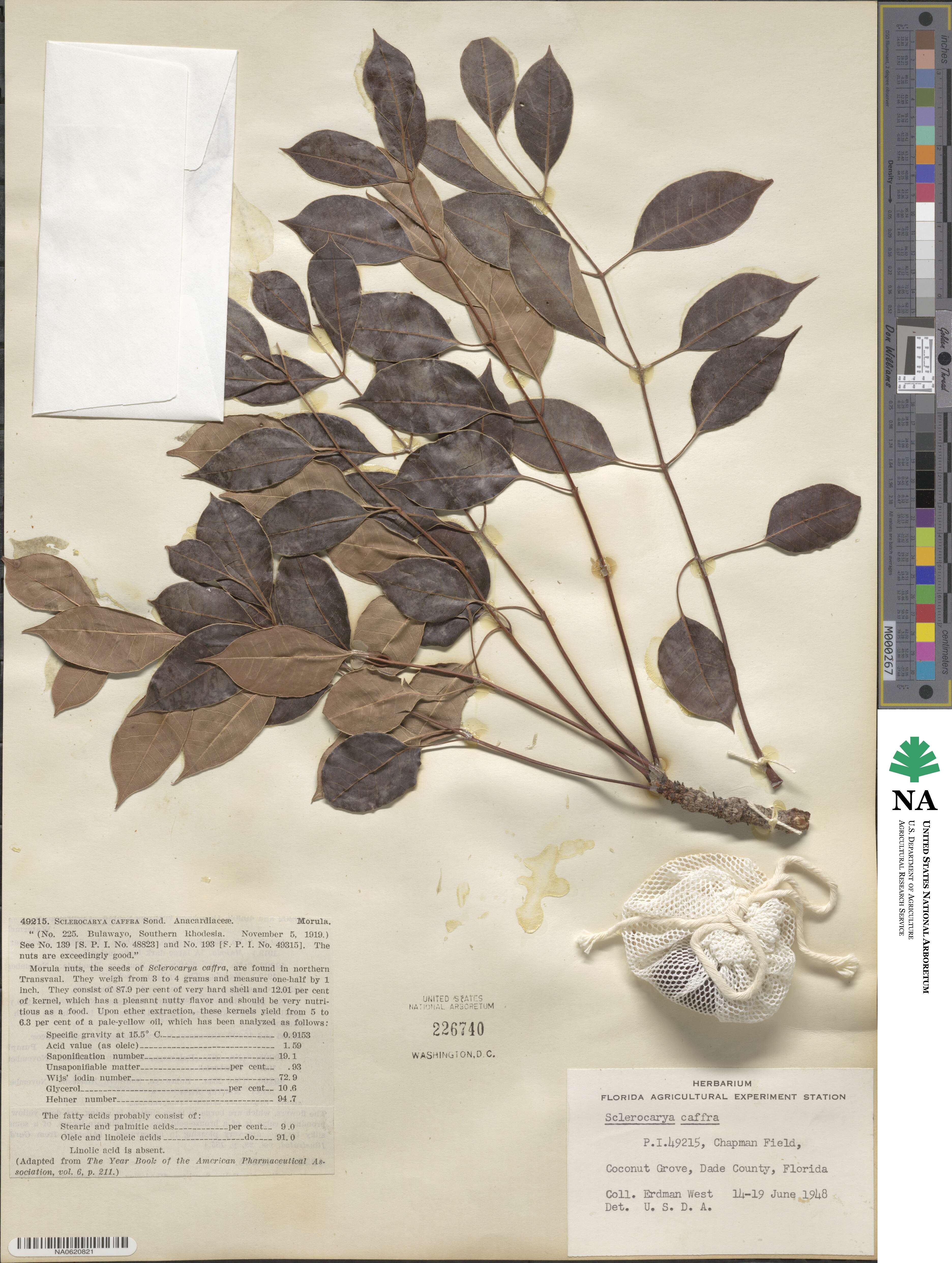 Sclerocarya birrea subsp. caffra image