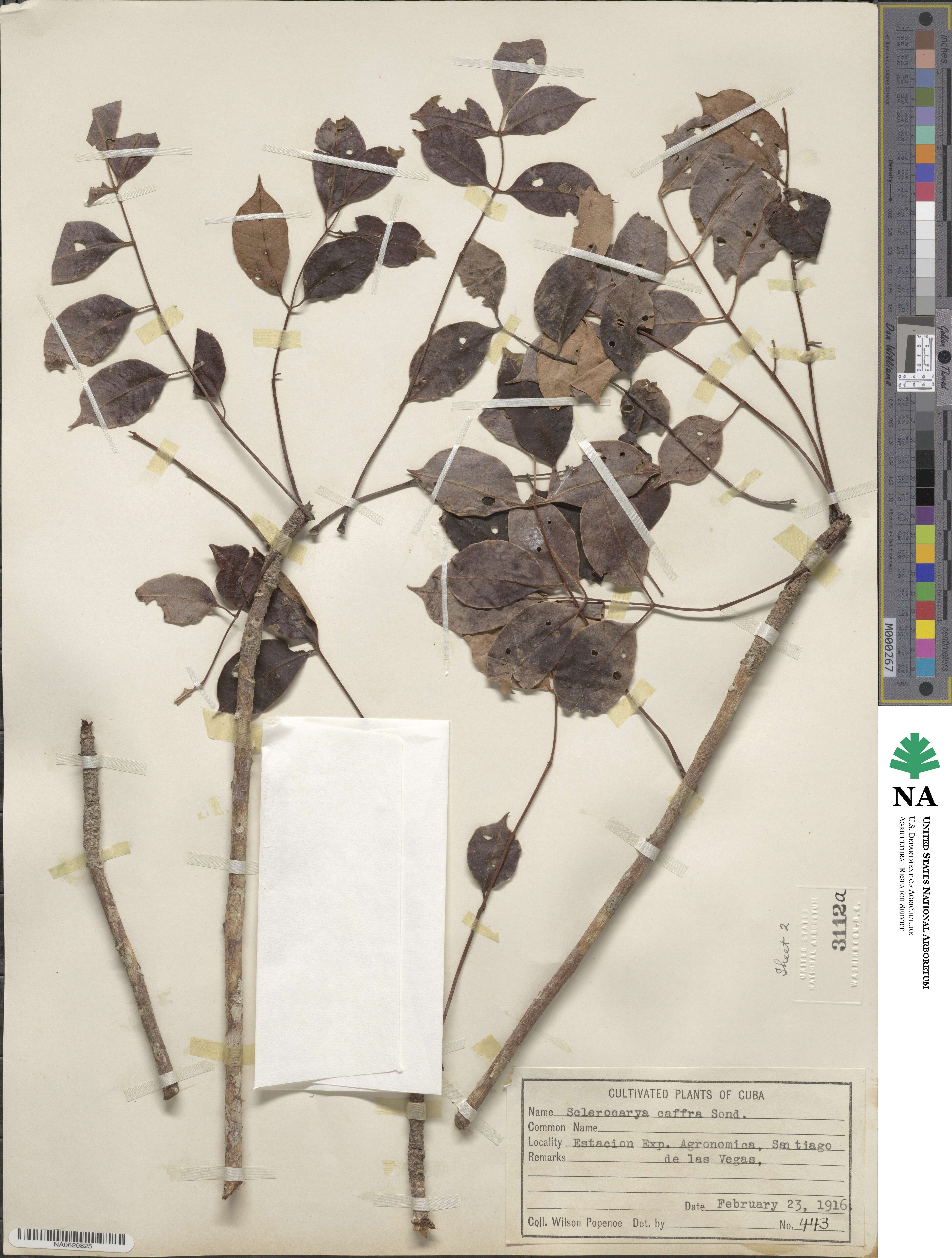 Sclerocarya birrea image