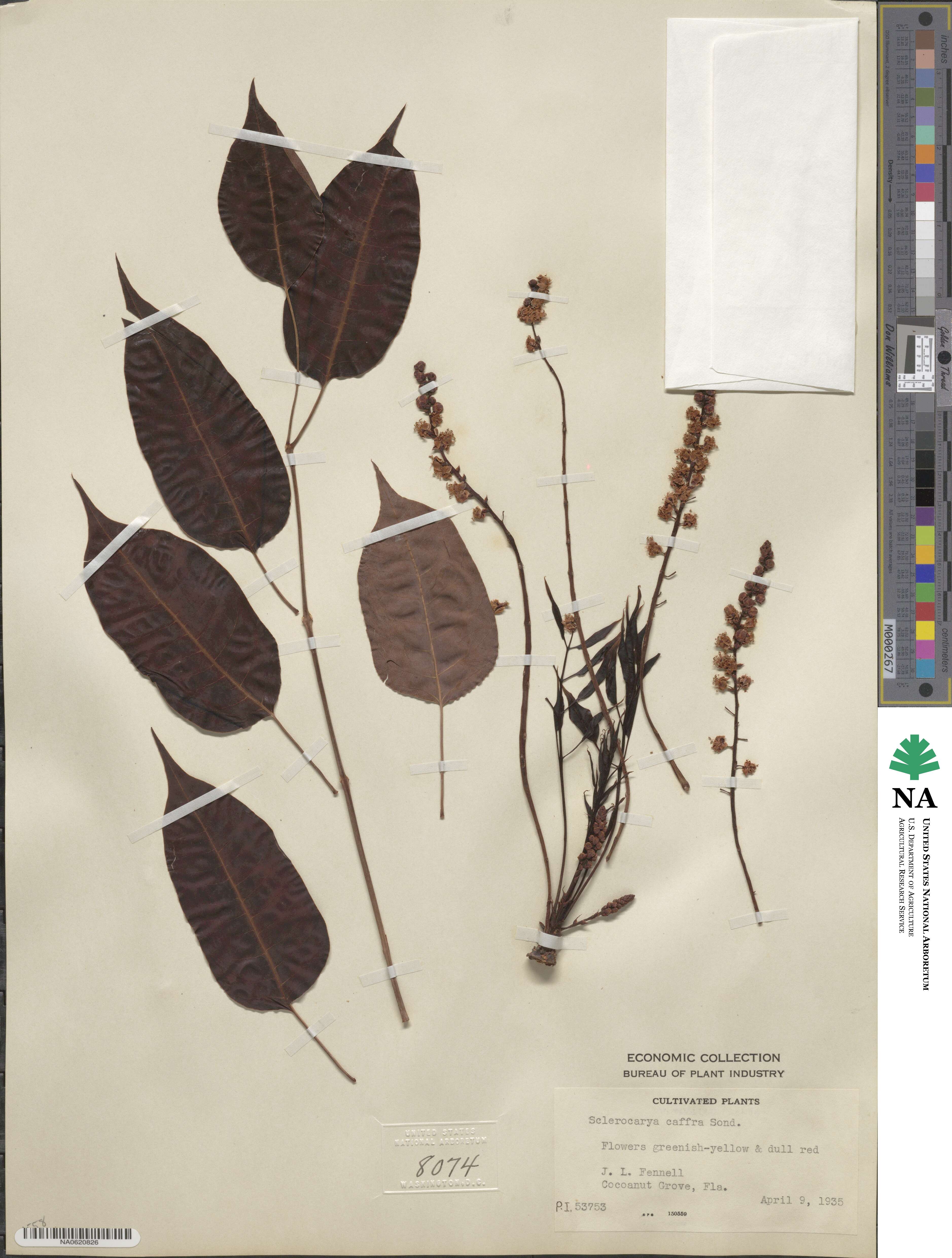 Sclerocarya image