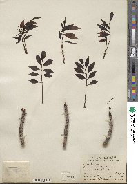 Sclerocarya birrea subsp. caffra image