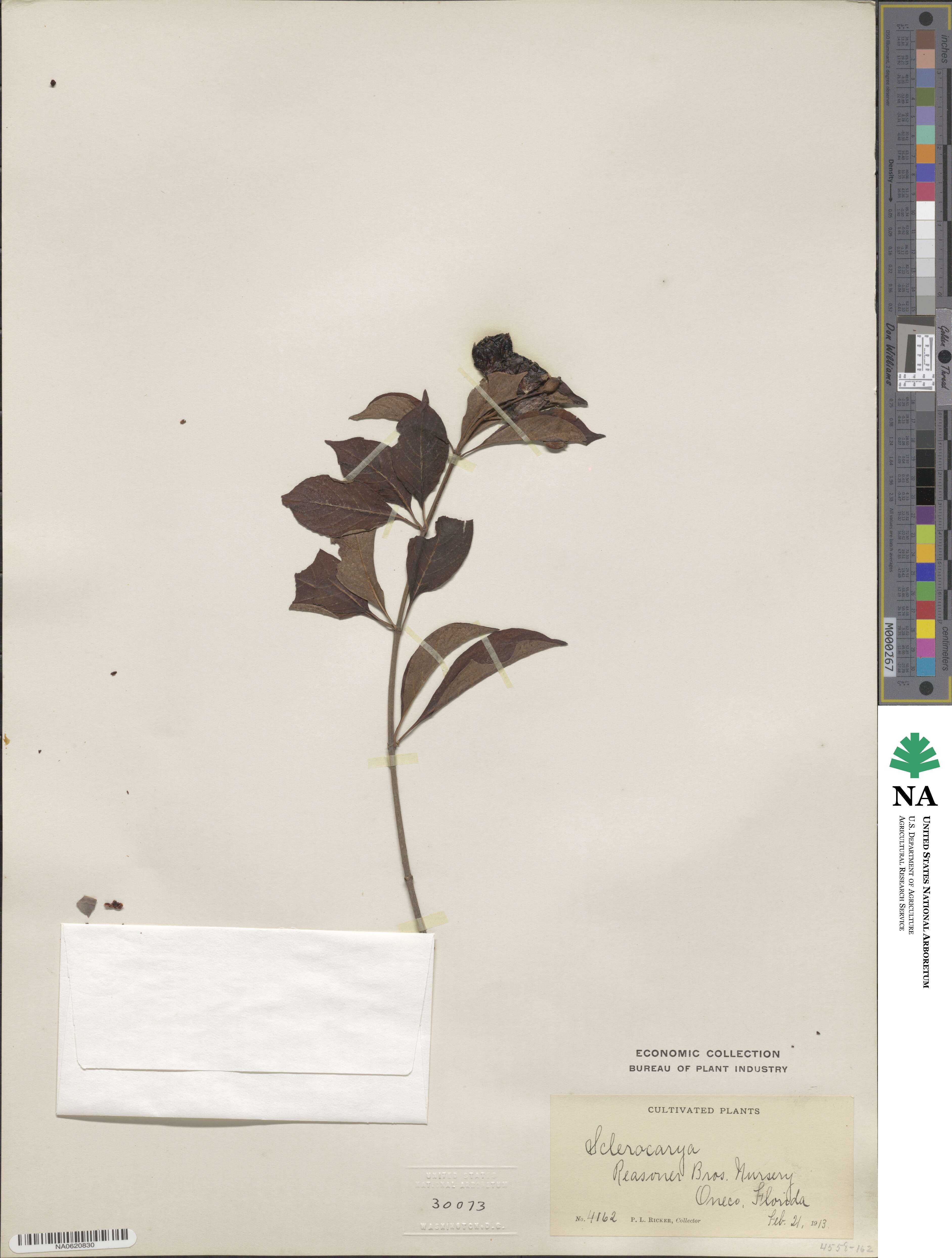 Sclerocarya birrea subsp. caffra image
