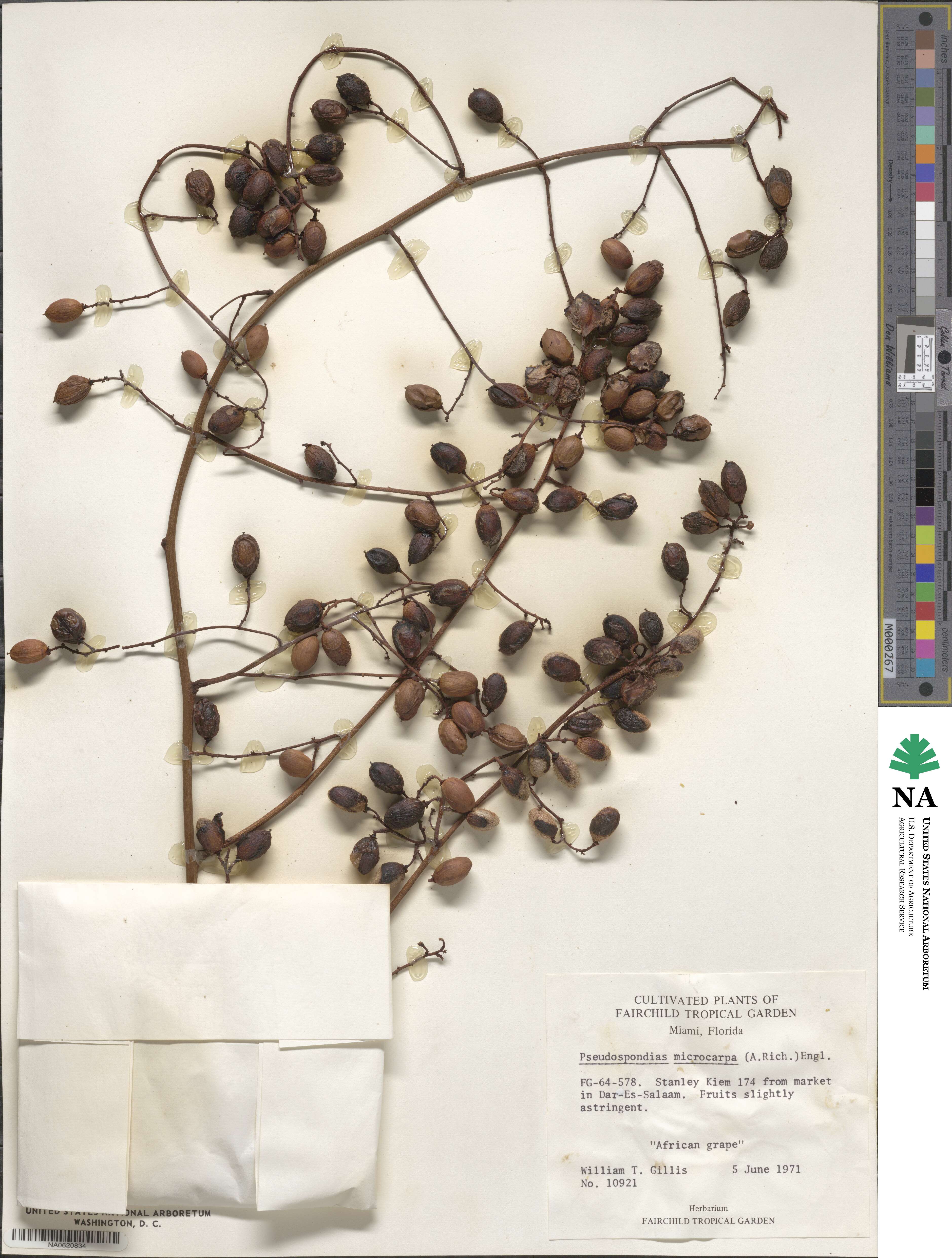 Pseudospondias microcarpa image