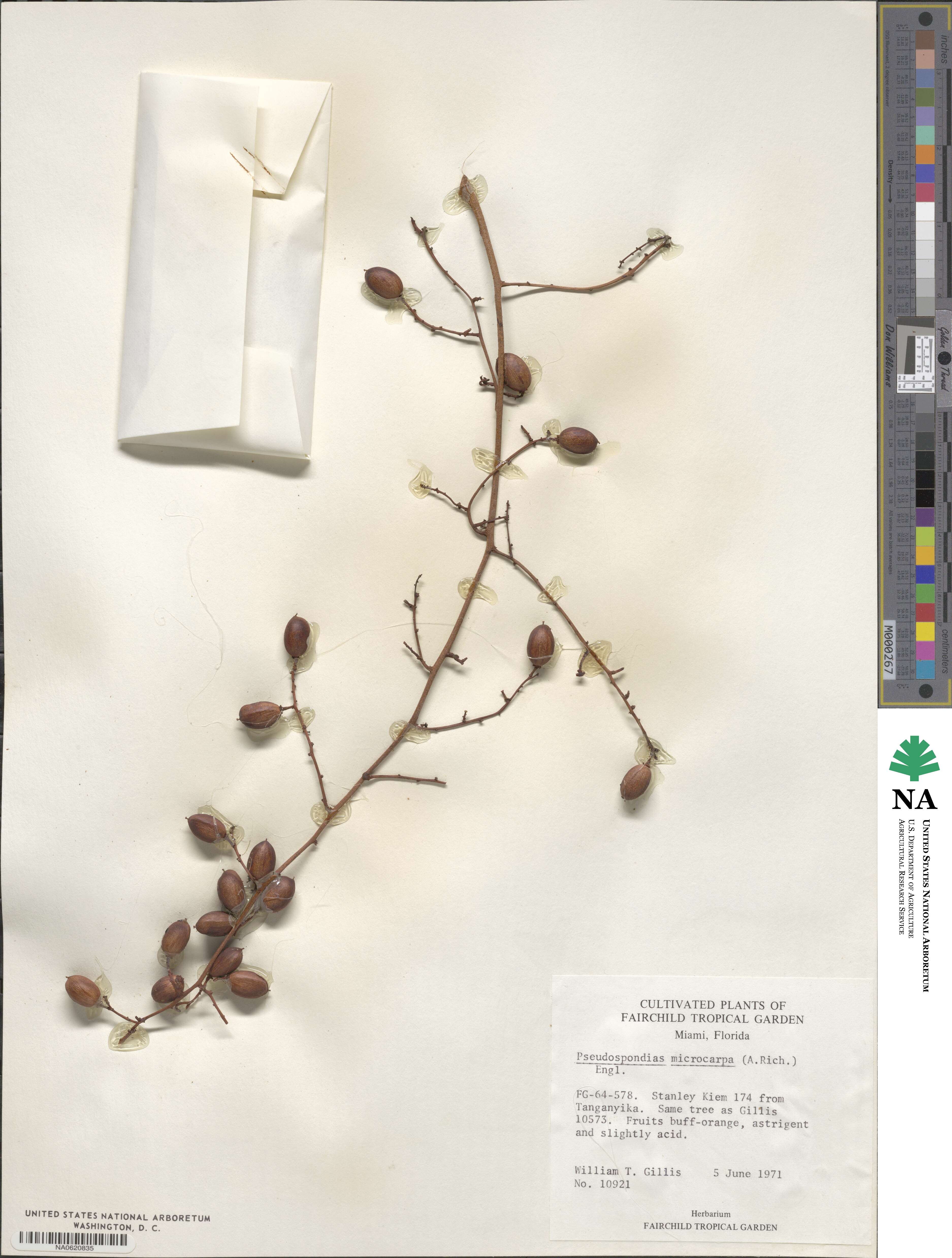 Pseudospondias microcarpa image