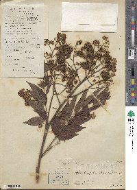 Allospondias lakonensis image
