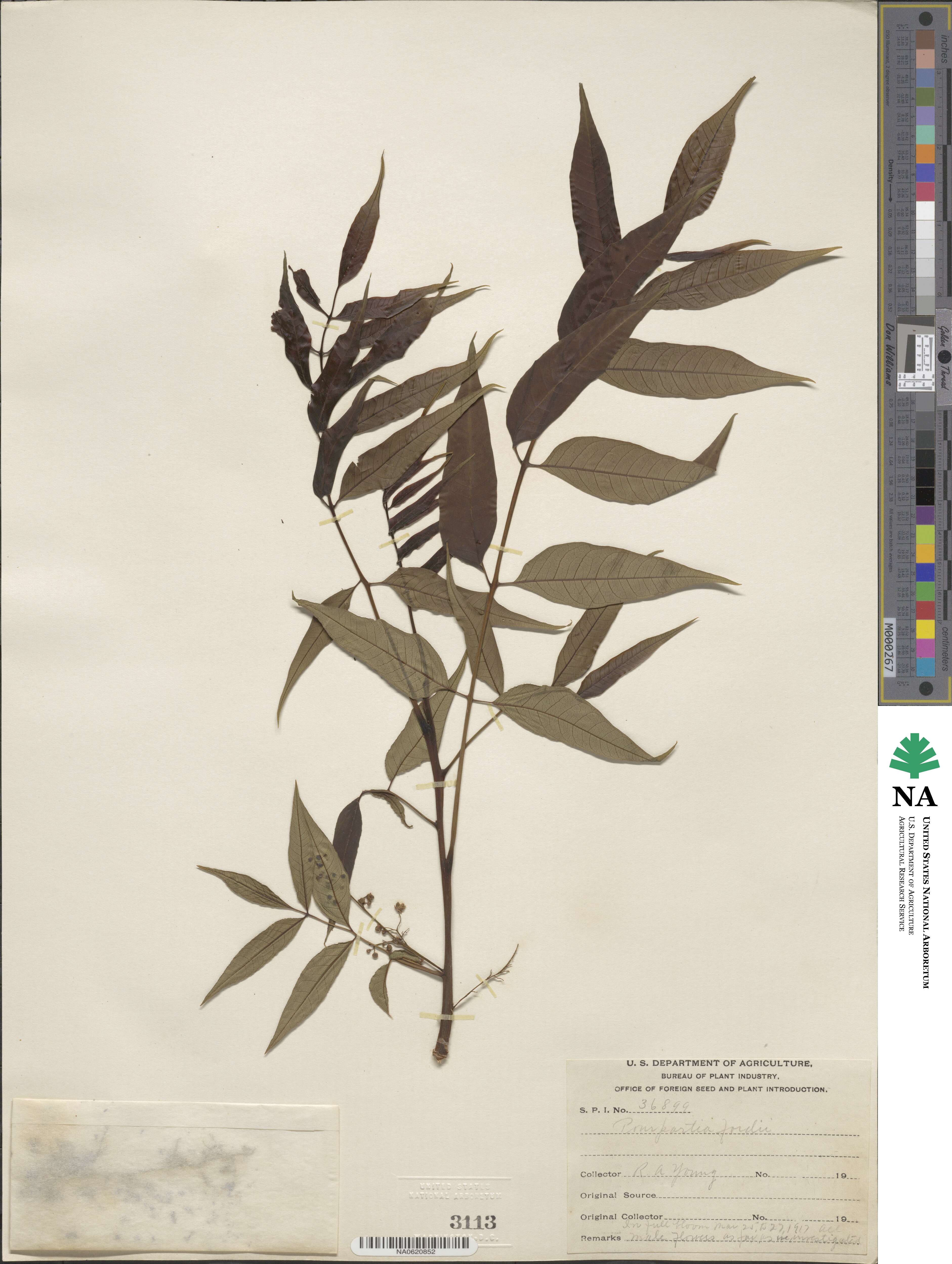 Choerospondias axillaris image