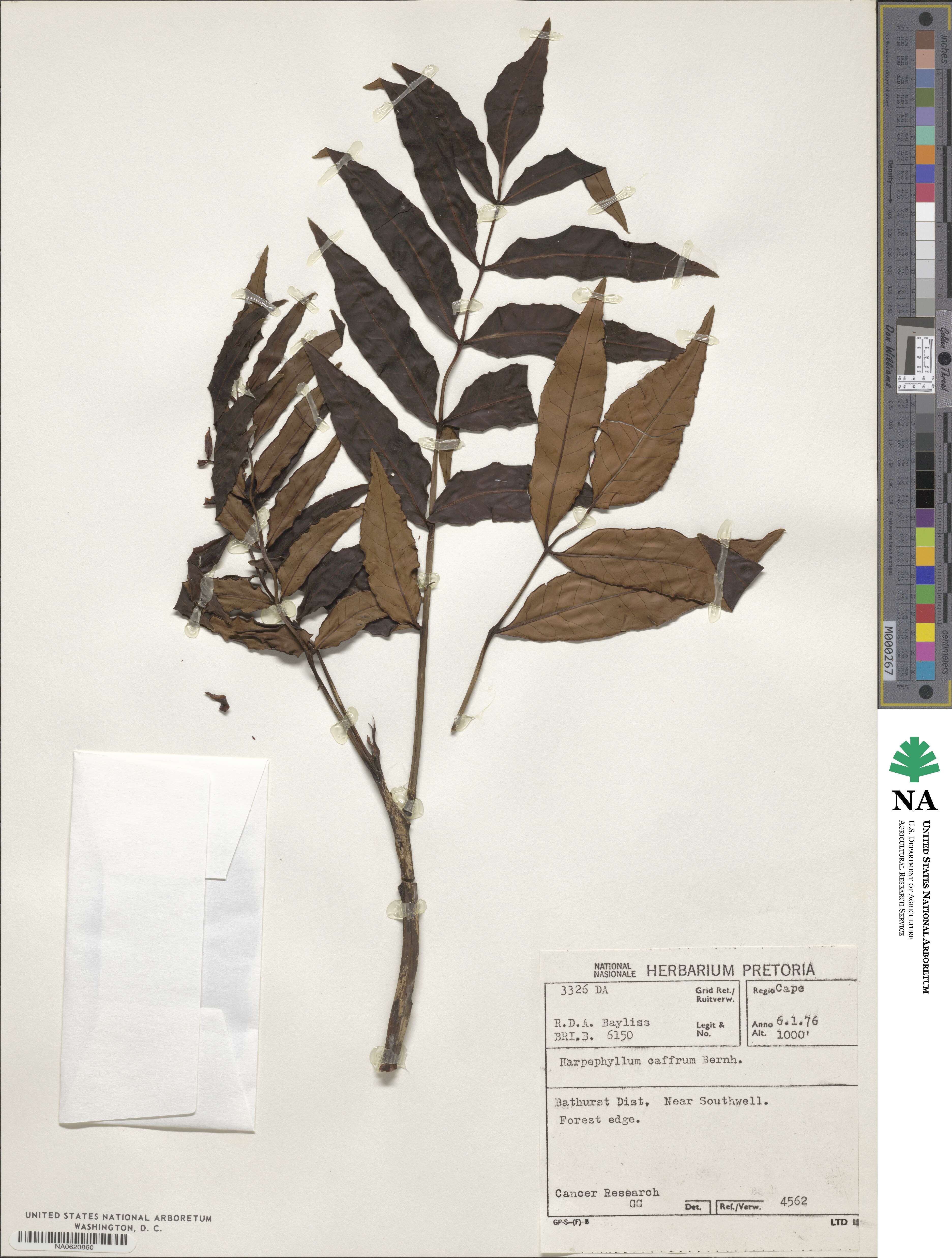 Harpephyllum image