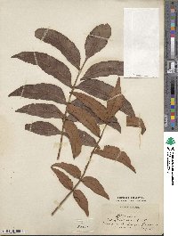 Harpephyllum caffrum image