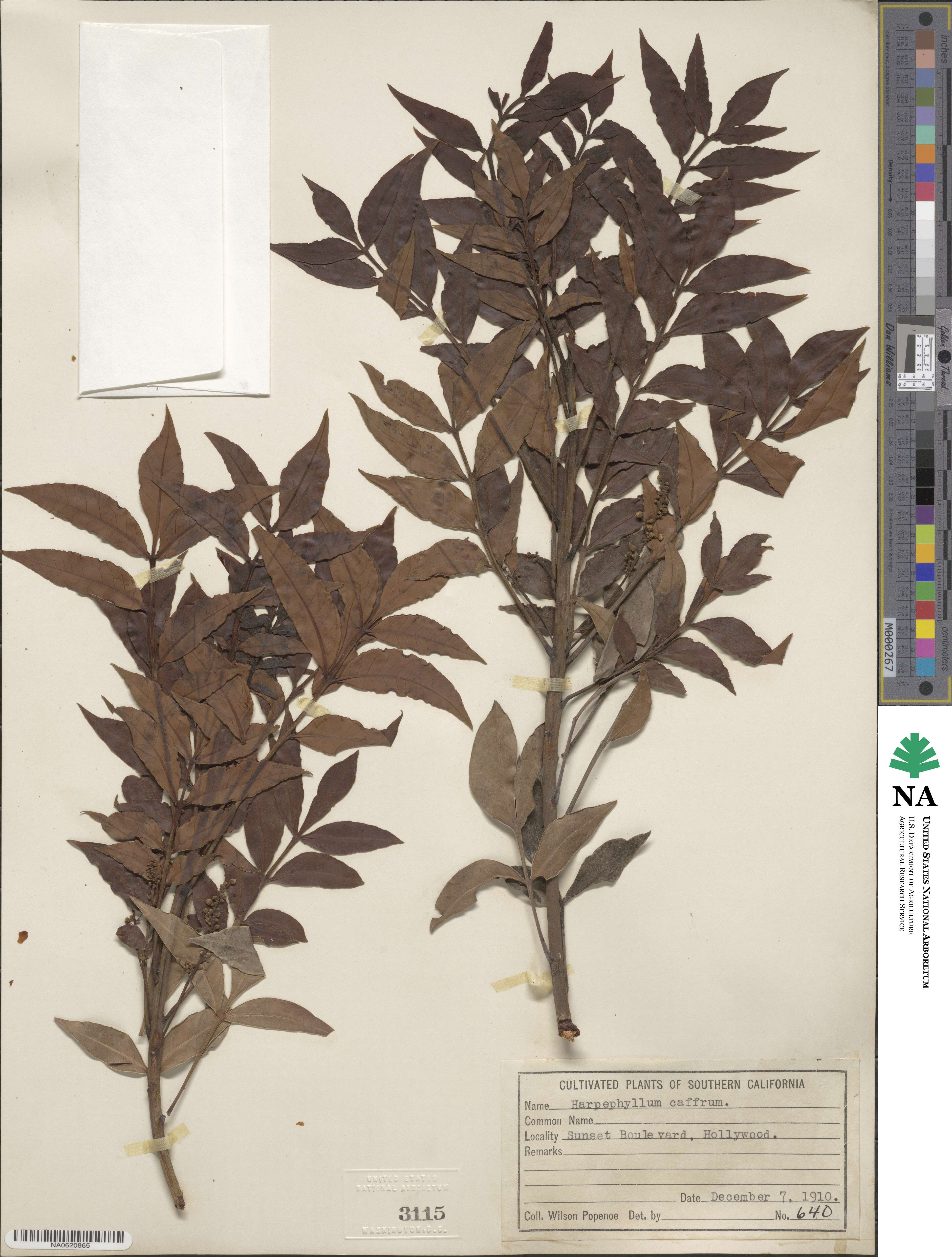 Harpephyllum caffrum image