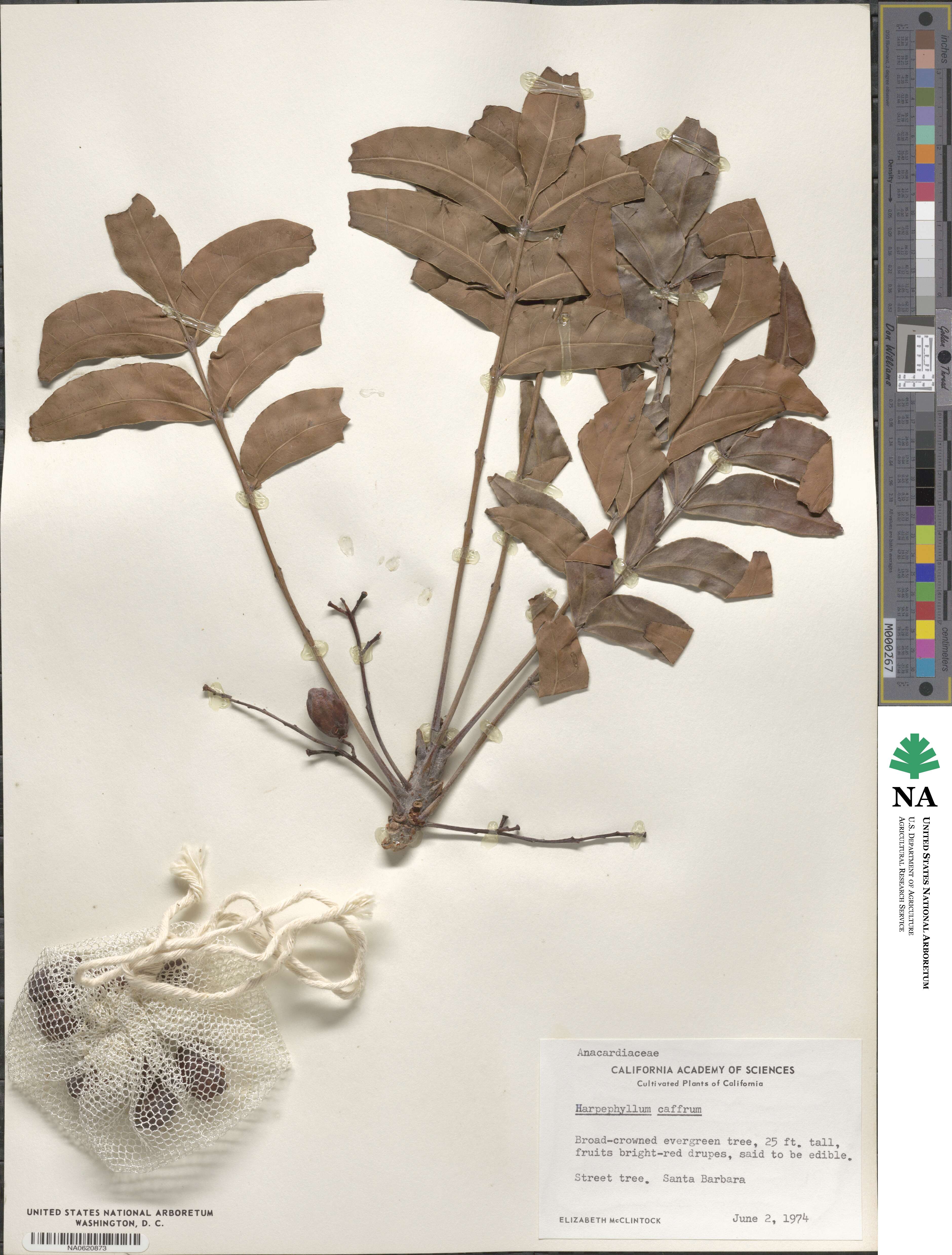 Harpephyllum caffrum image