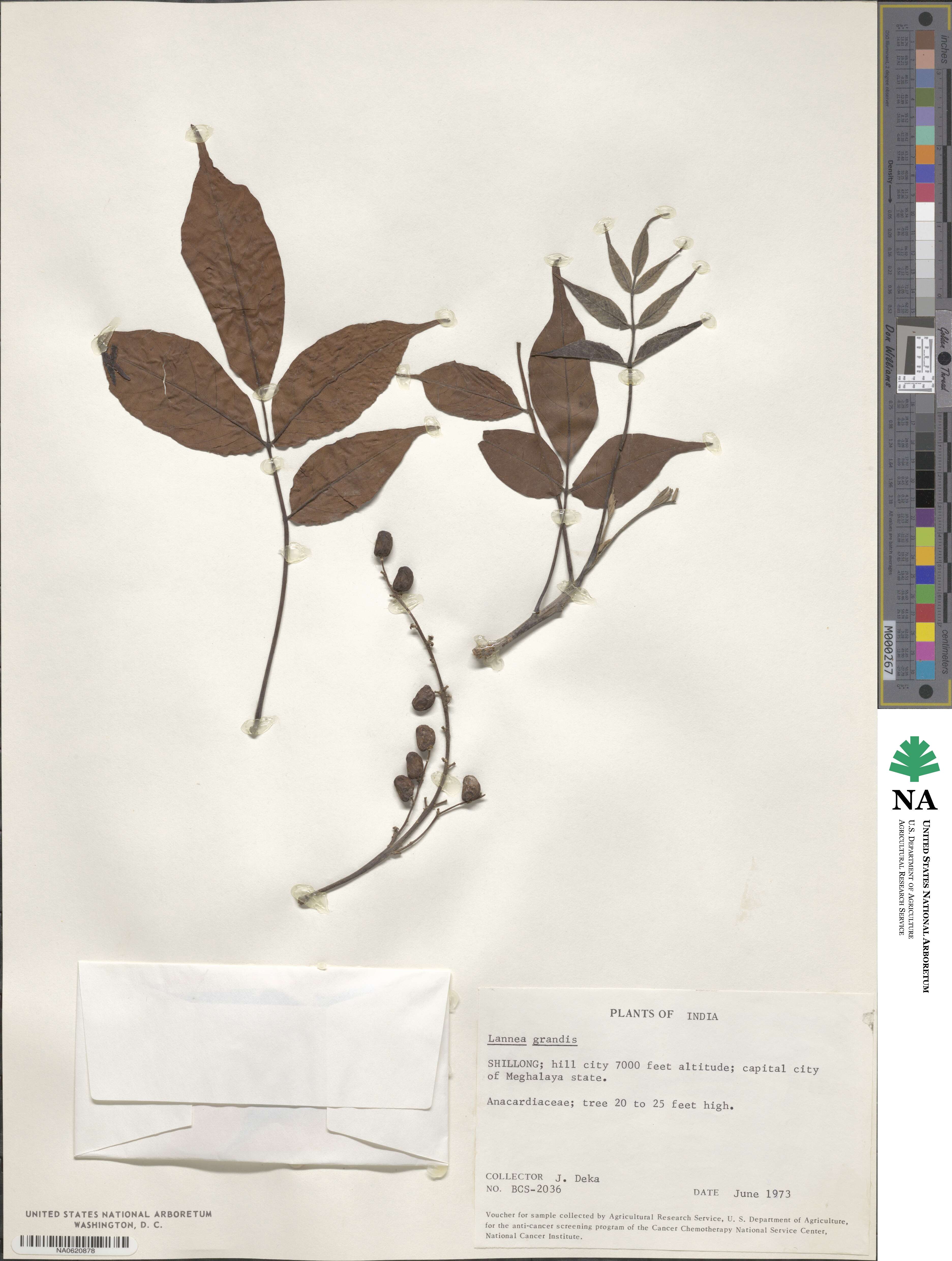 Lannea coromandelica image