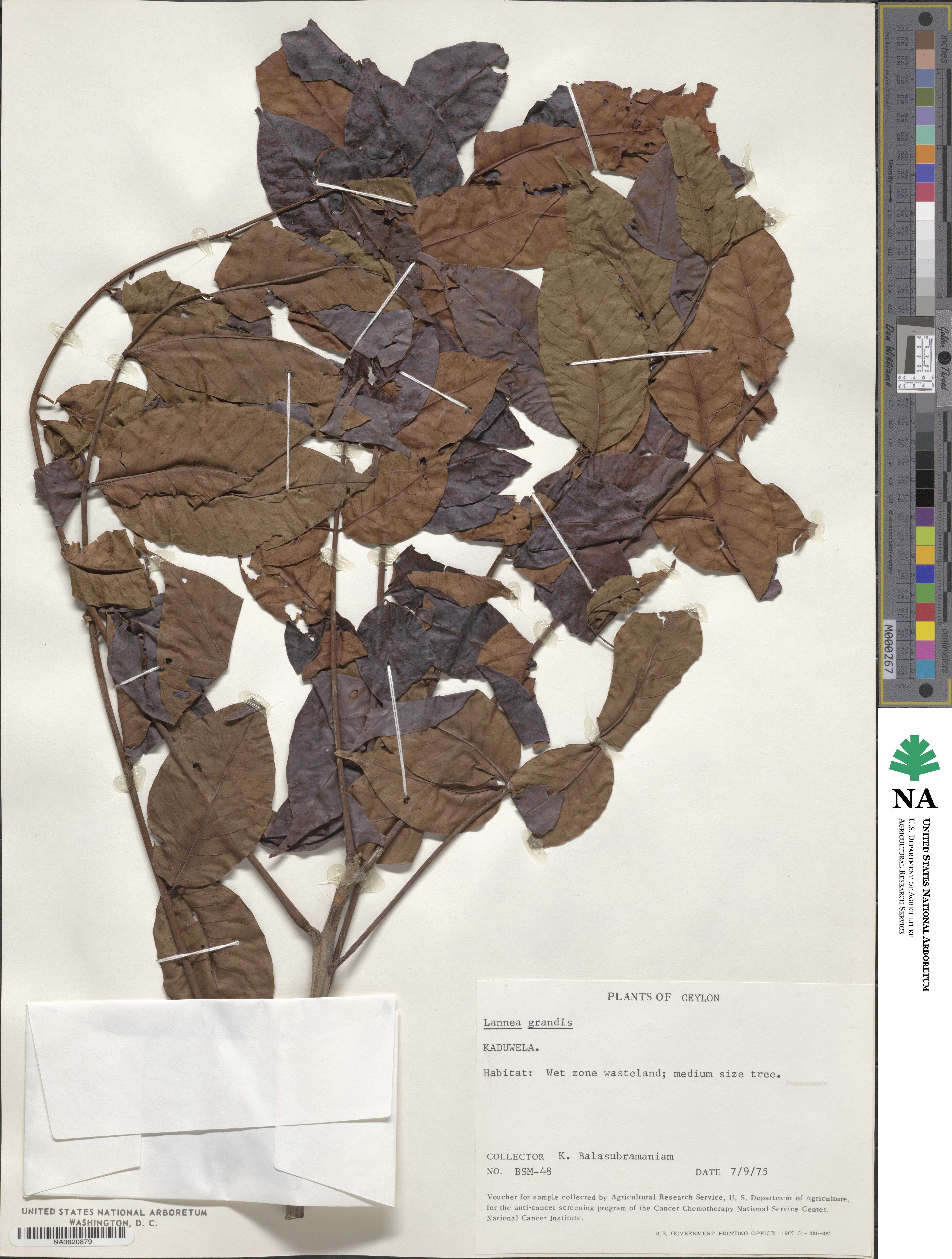 Lannea coromandelica image