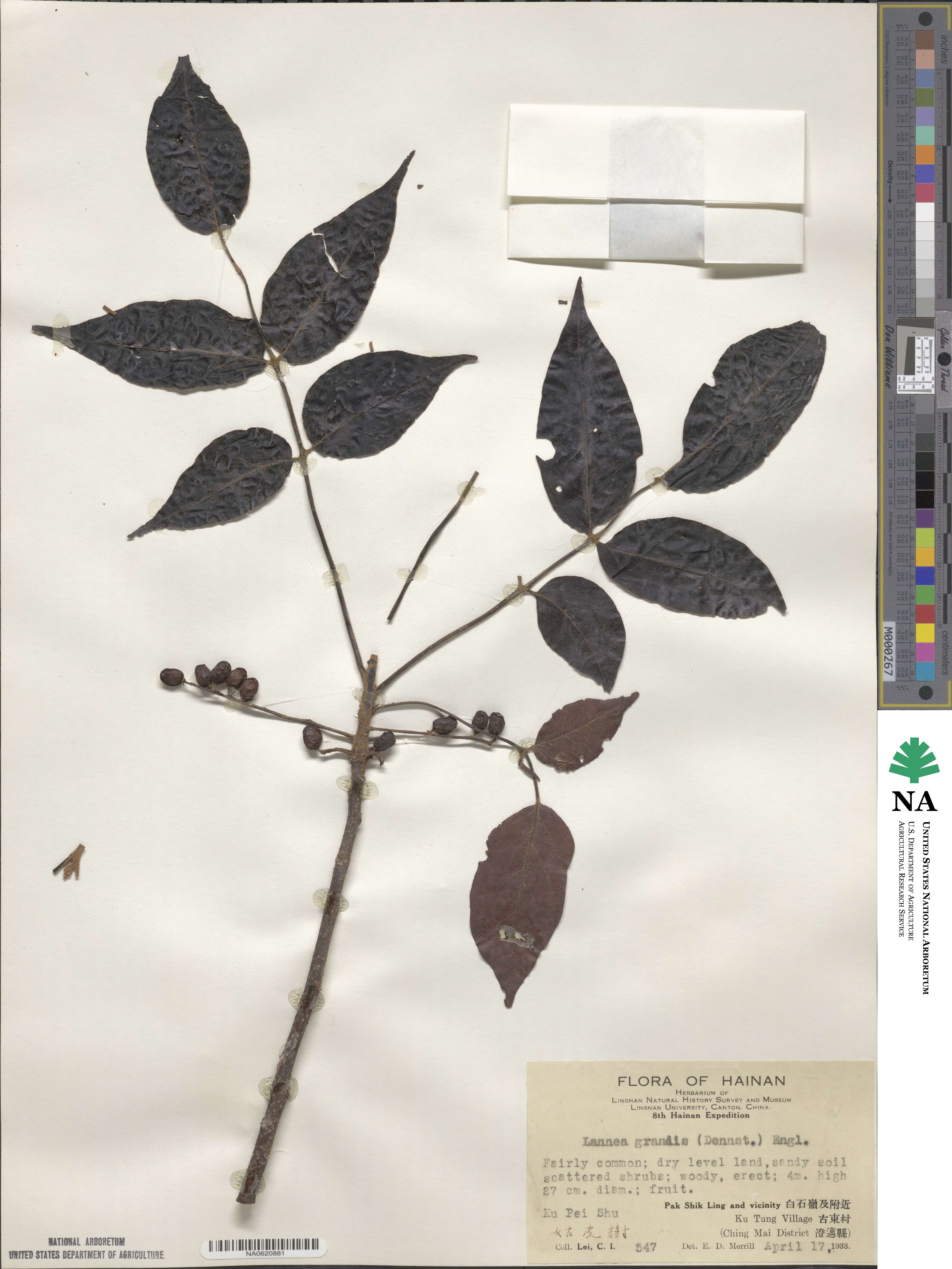 Lannea coromandelica image