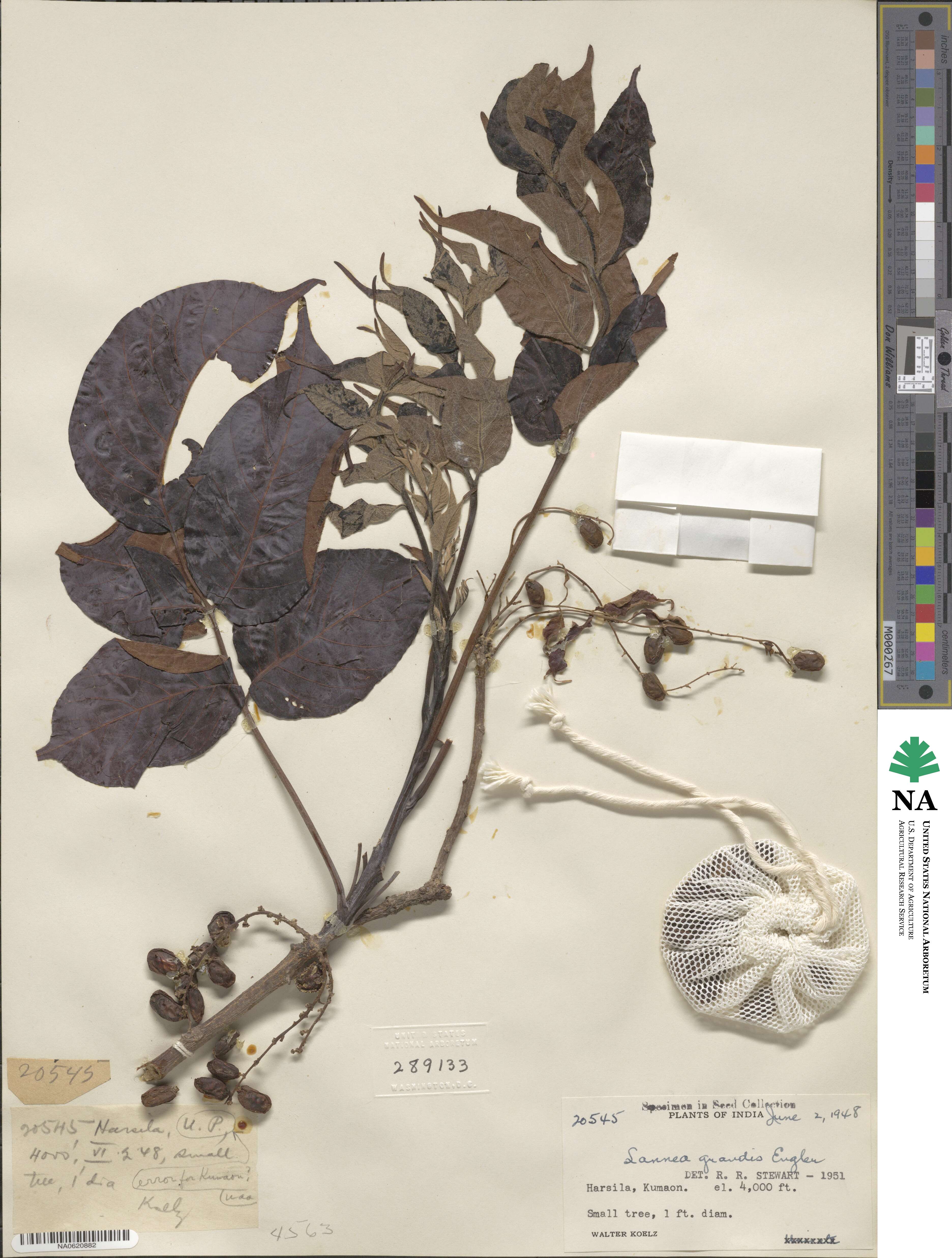 Lannea coromandelica image