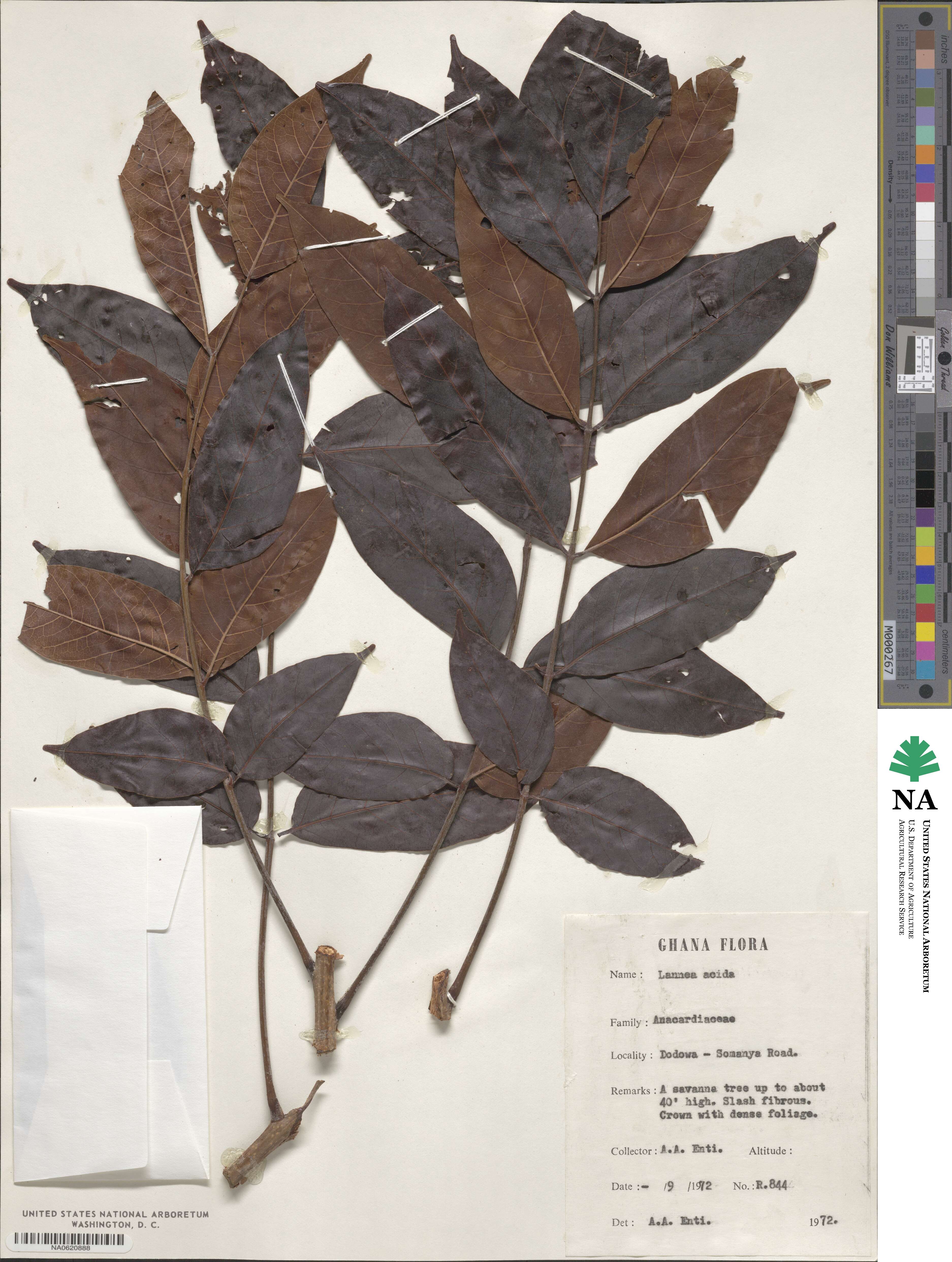 Lannea acida image