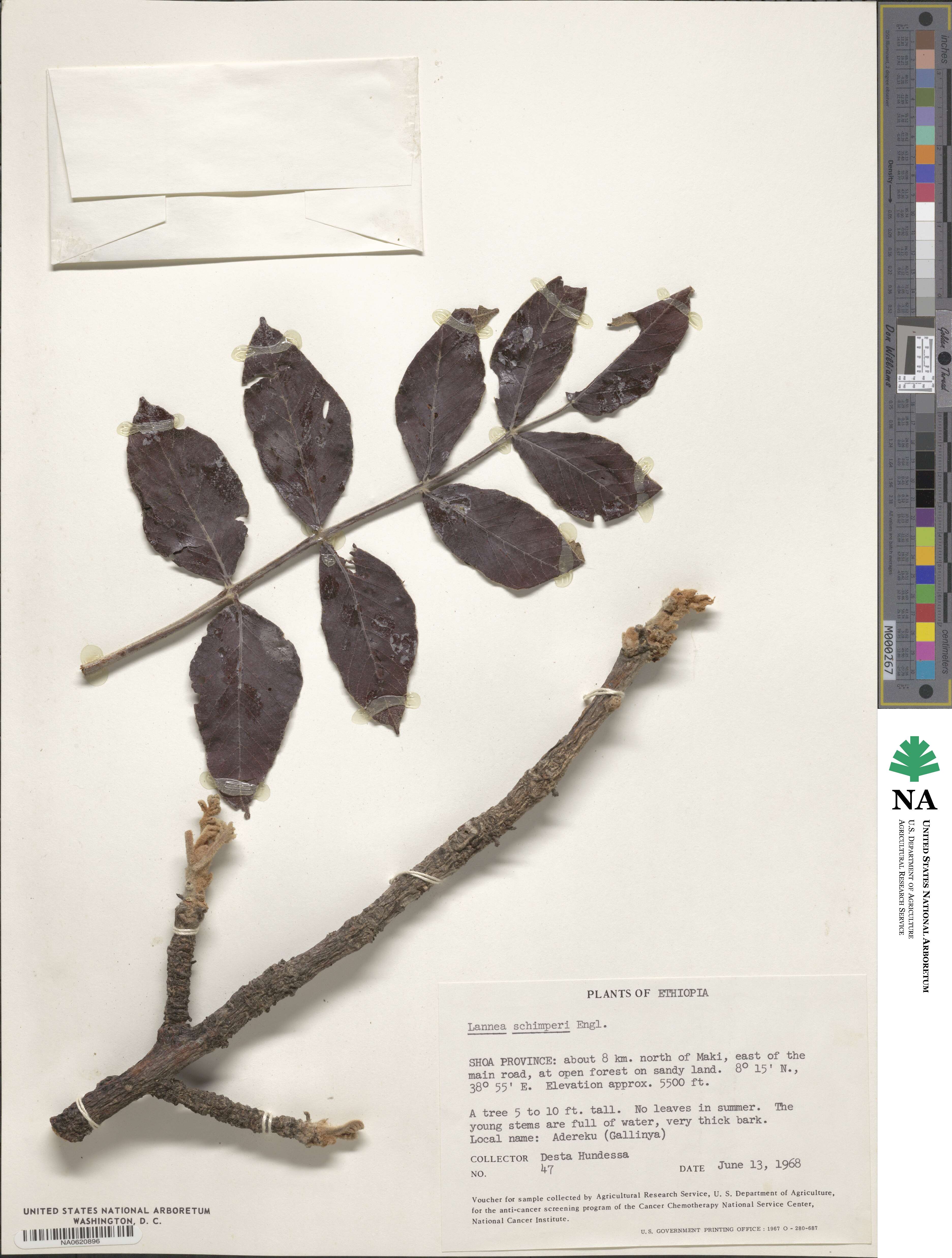 Lannea schimperi image