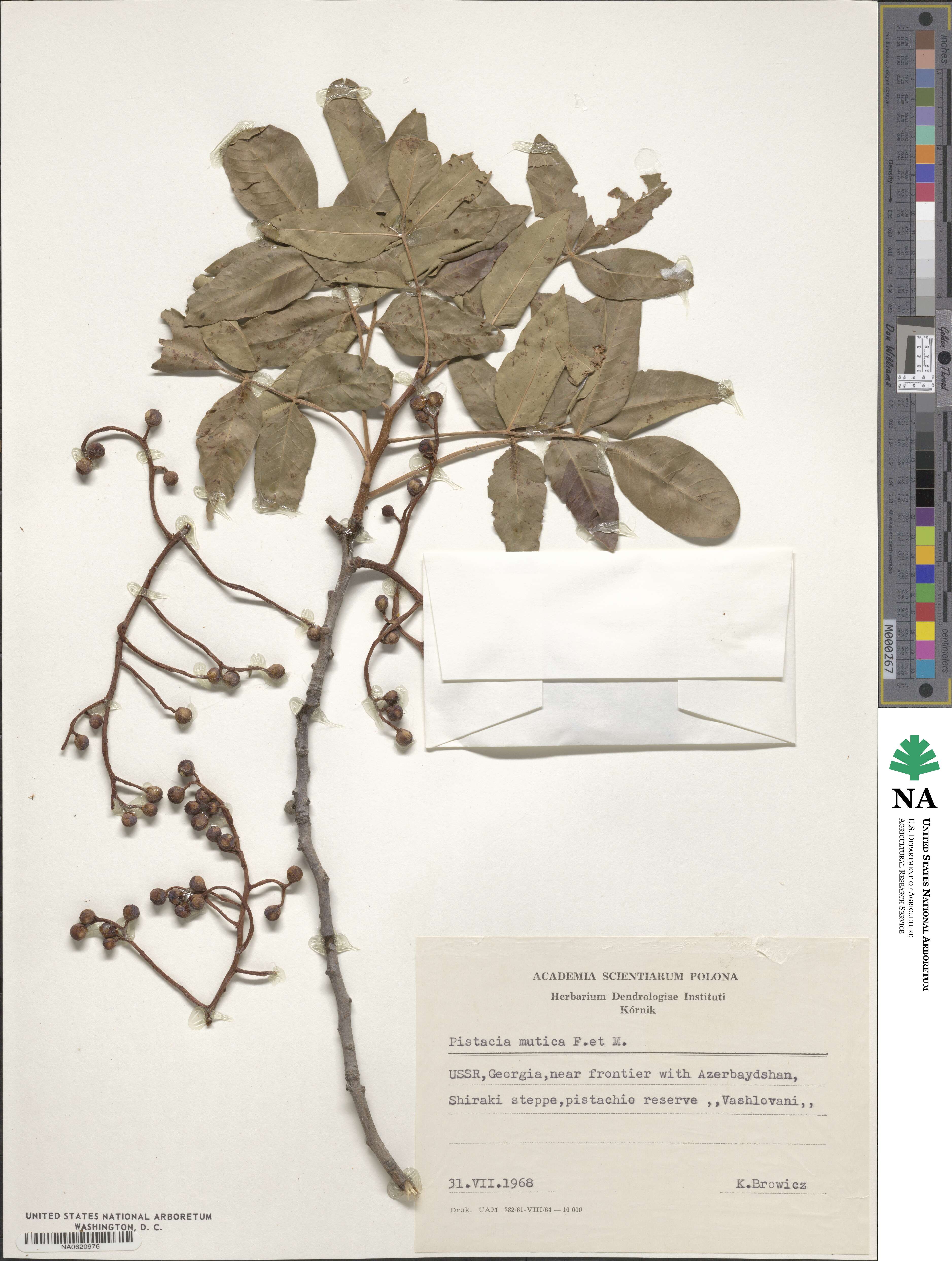Pistacia atlantica image