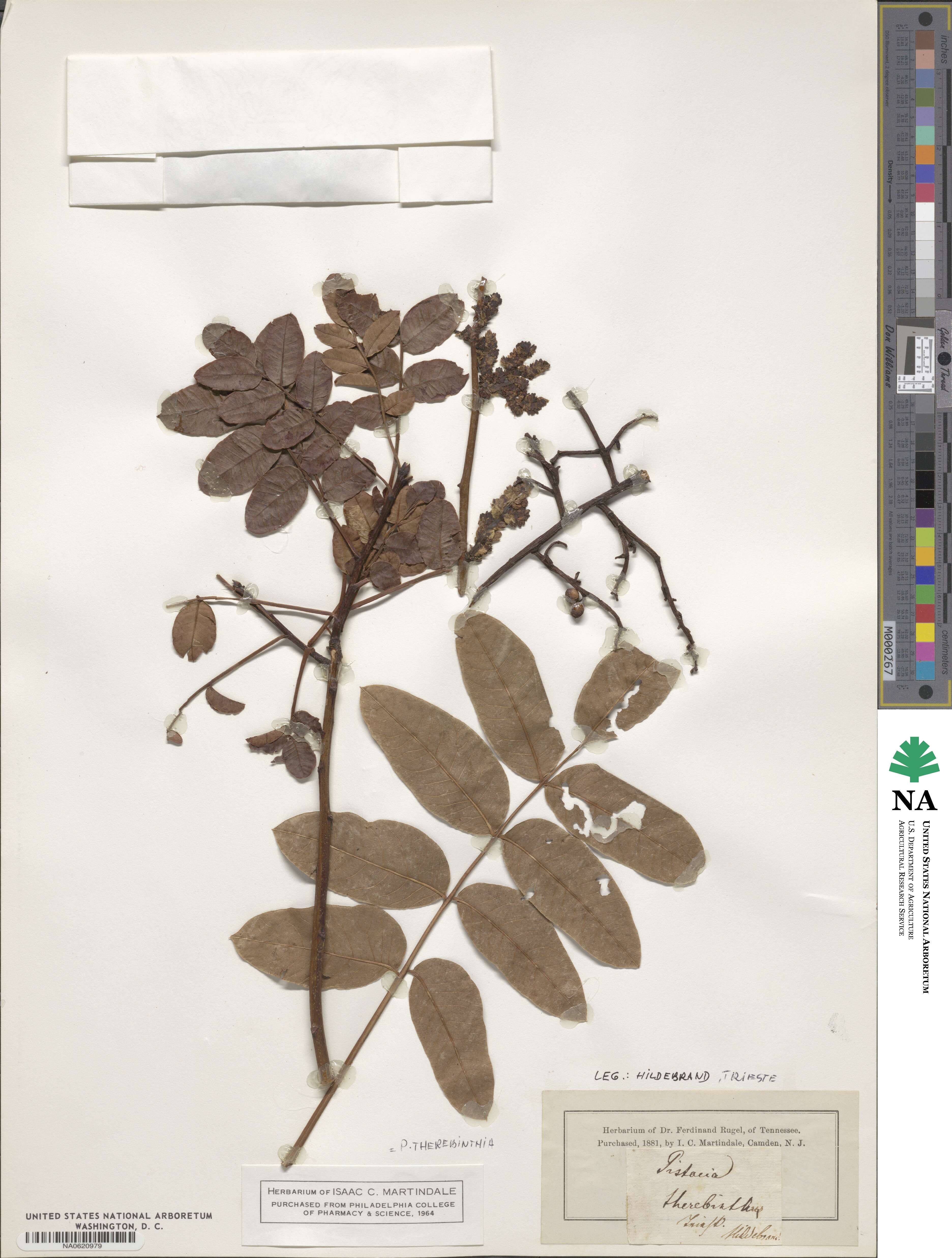 Pistacia terebinthus image