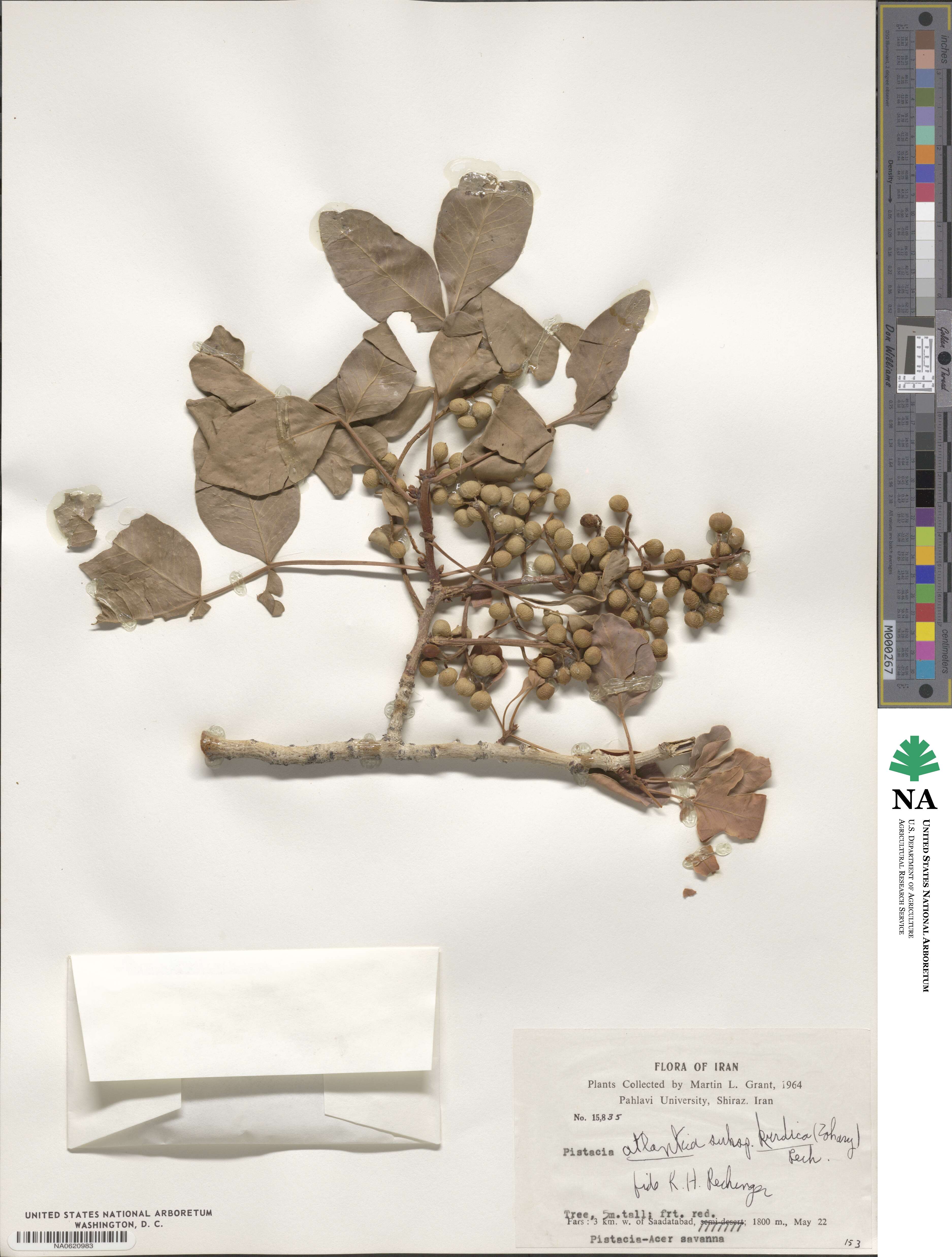 Pistacia eurycarpa image