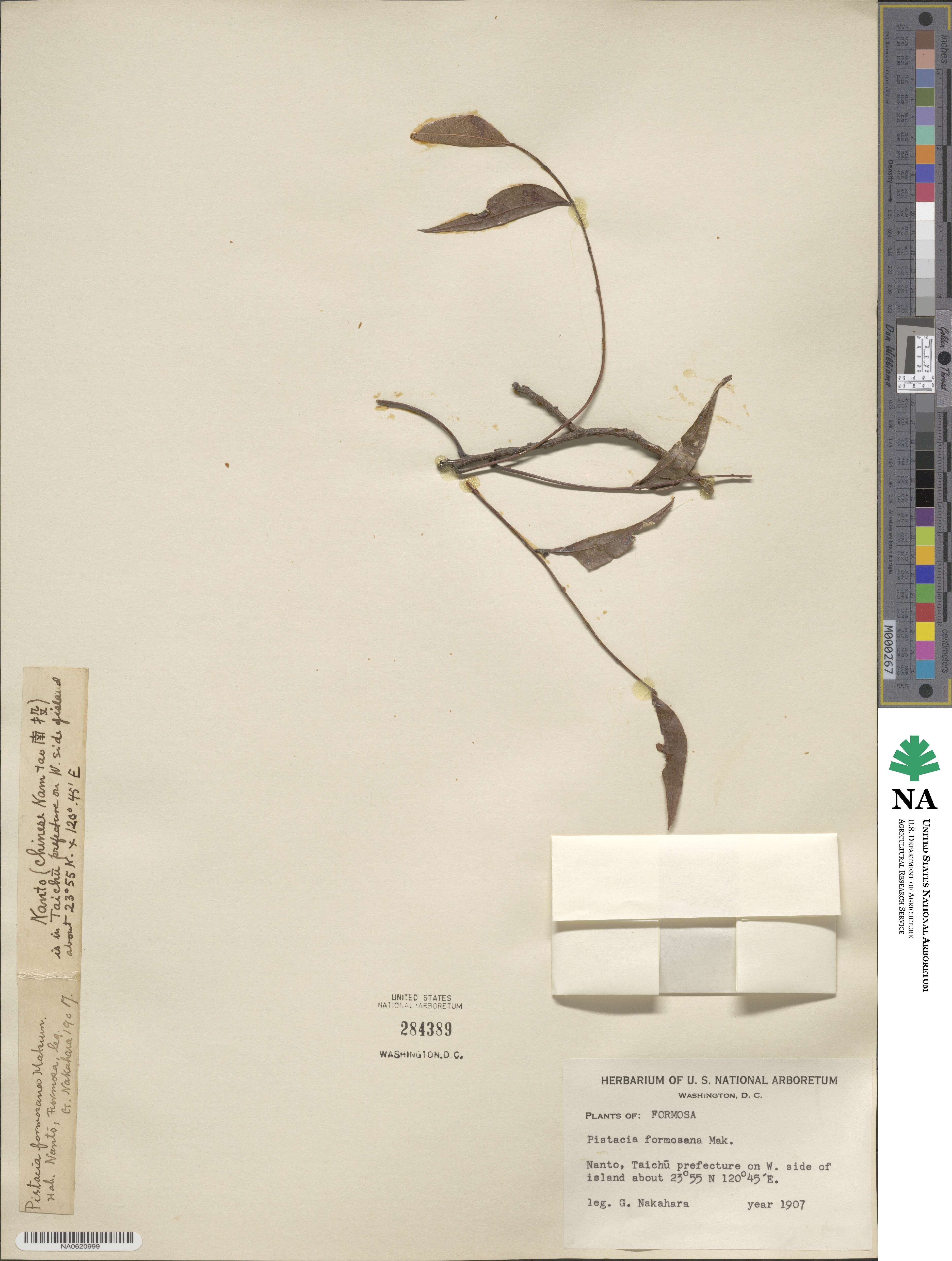 Pistacia chinensis subsp. chinensis image