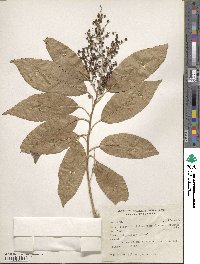 Pistacia chinensis image