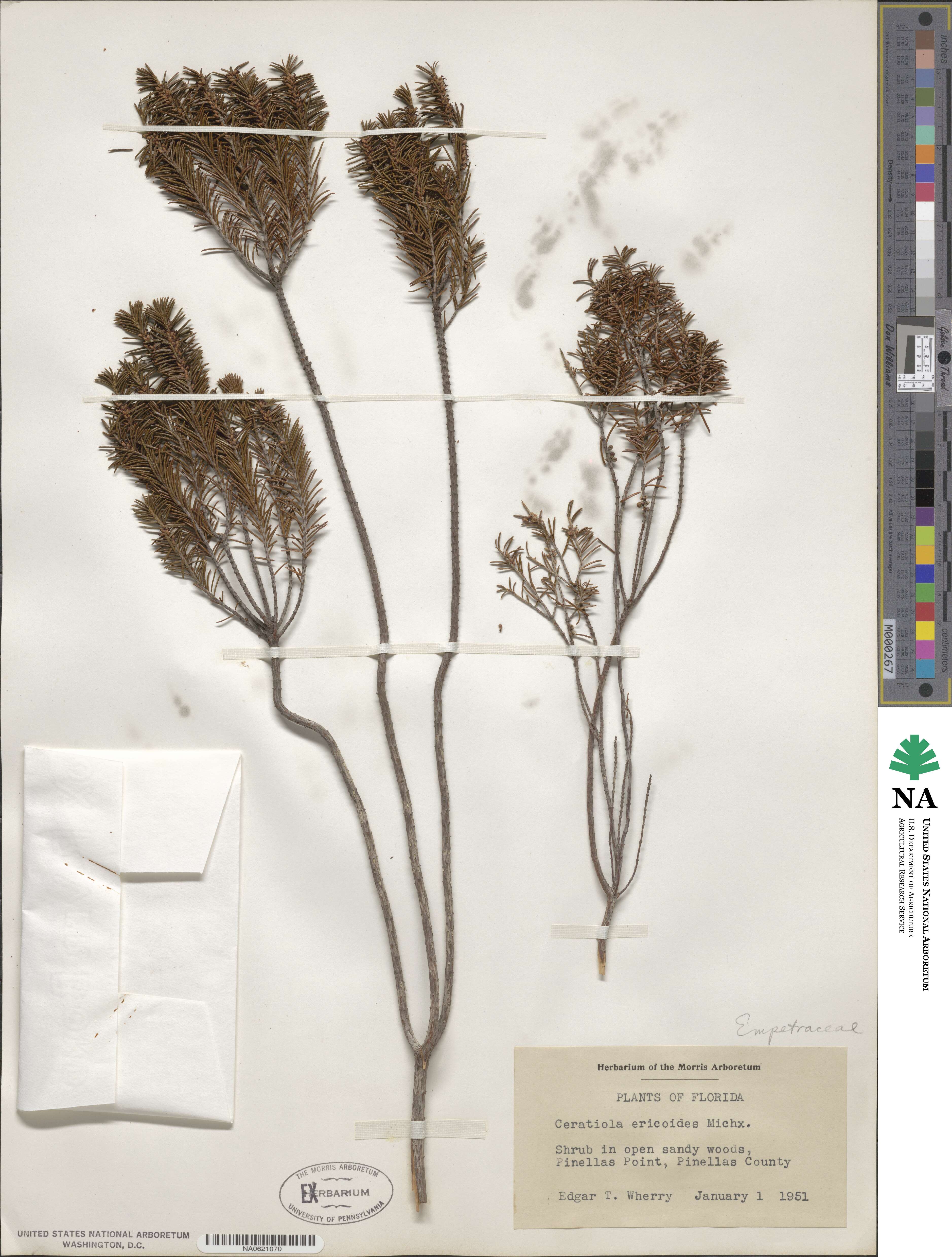 Ceratiola ericoides image